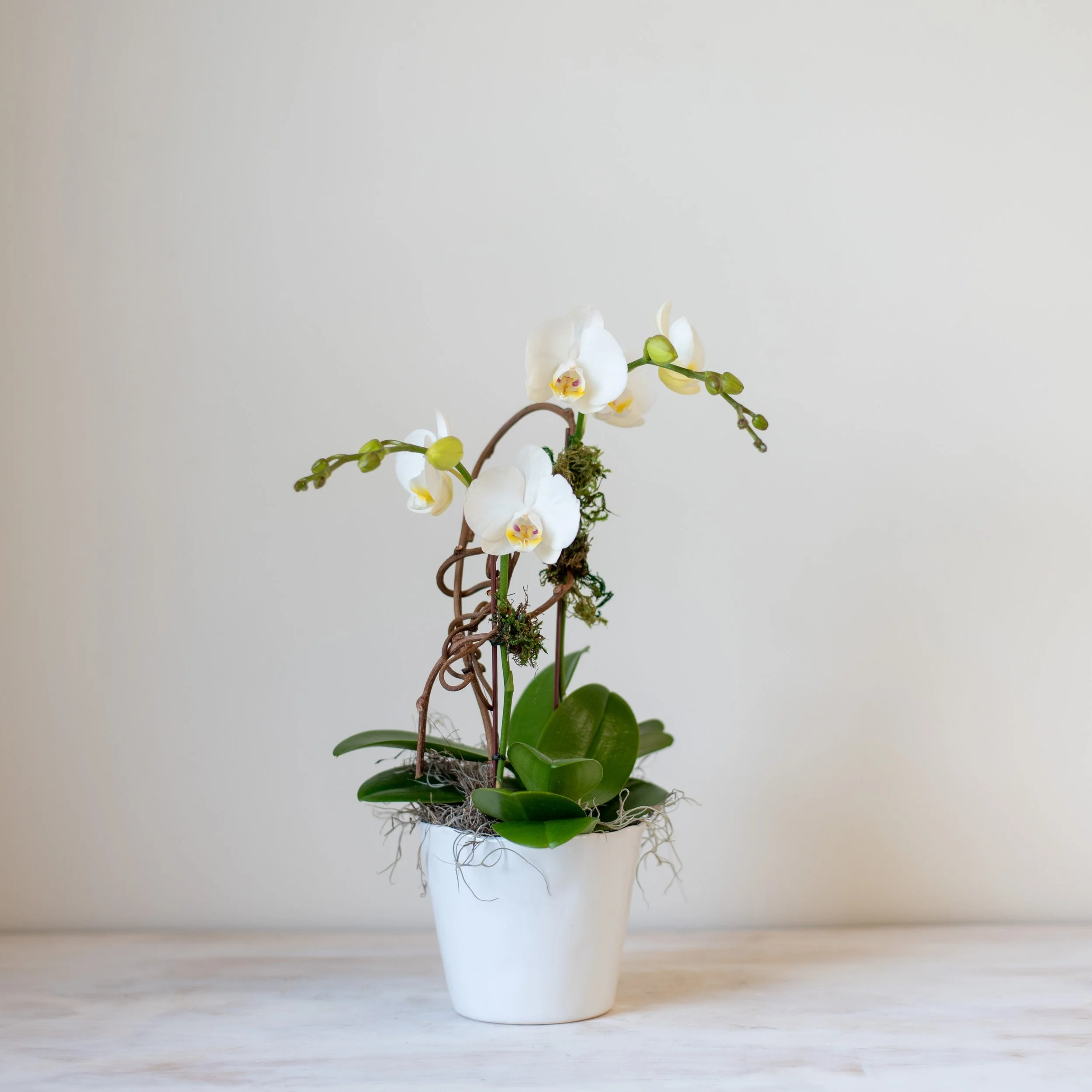 orchid plants and gifts for delivery and pickup winchester, ma
