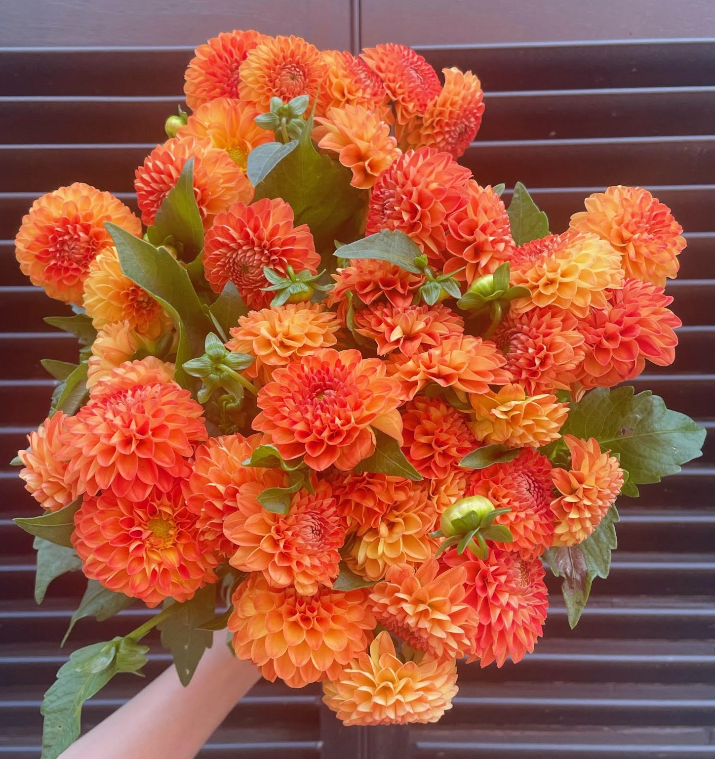 dahlias.jpg