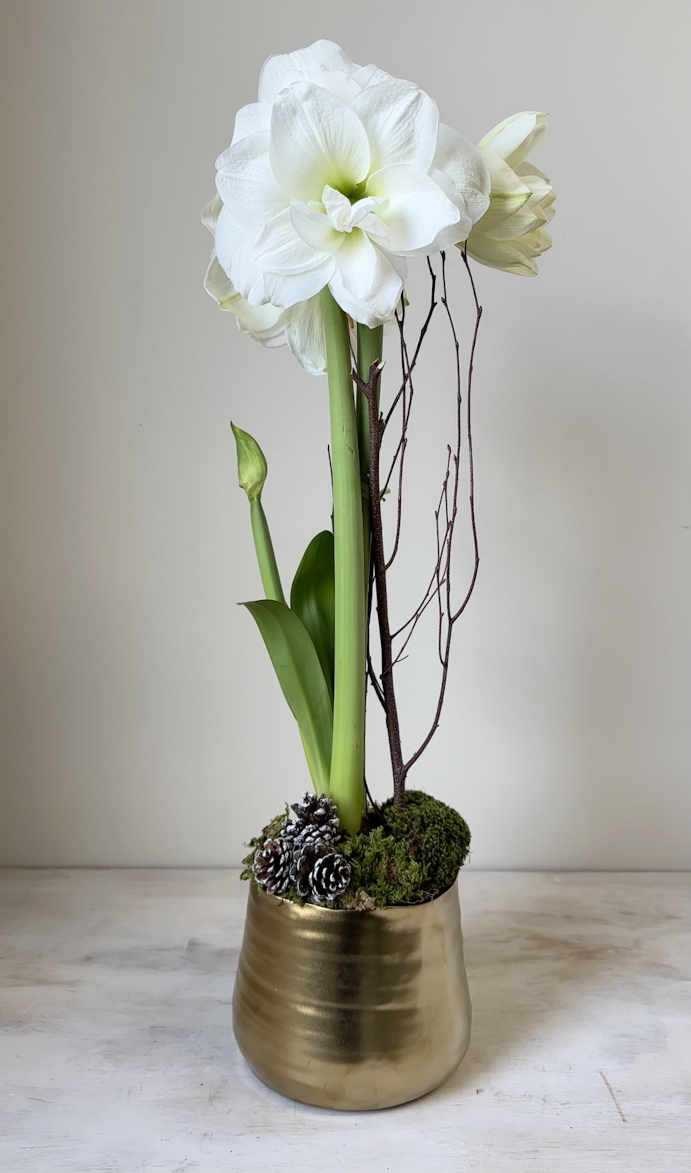 White Amaryllis Plant
