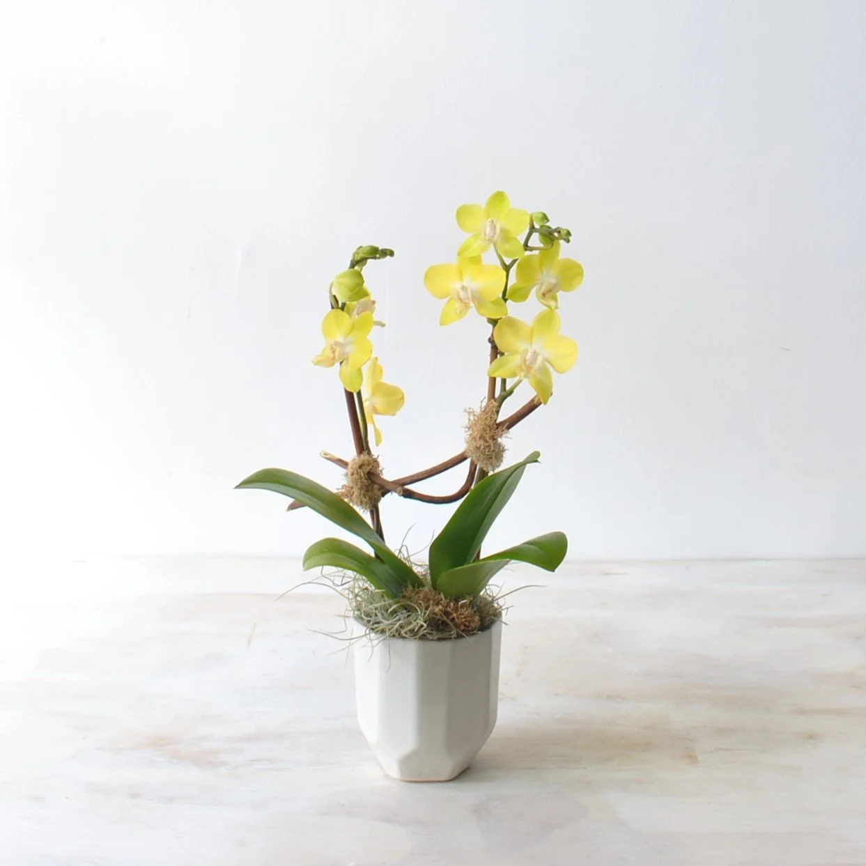 orchid plants delivered same day boston ma