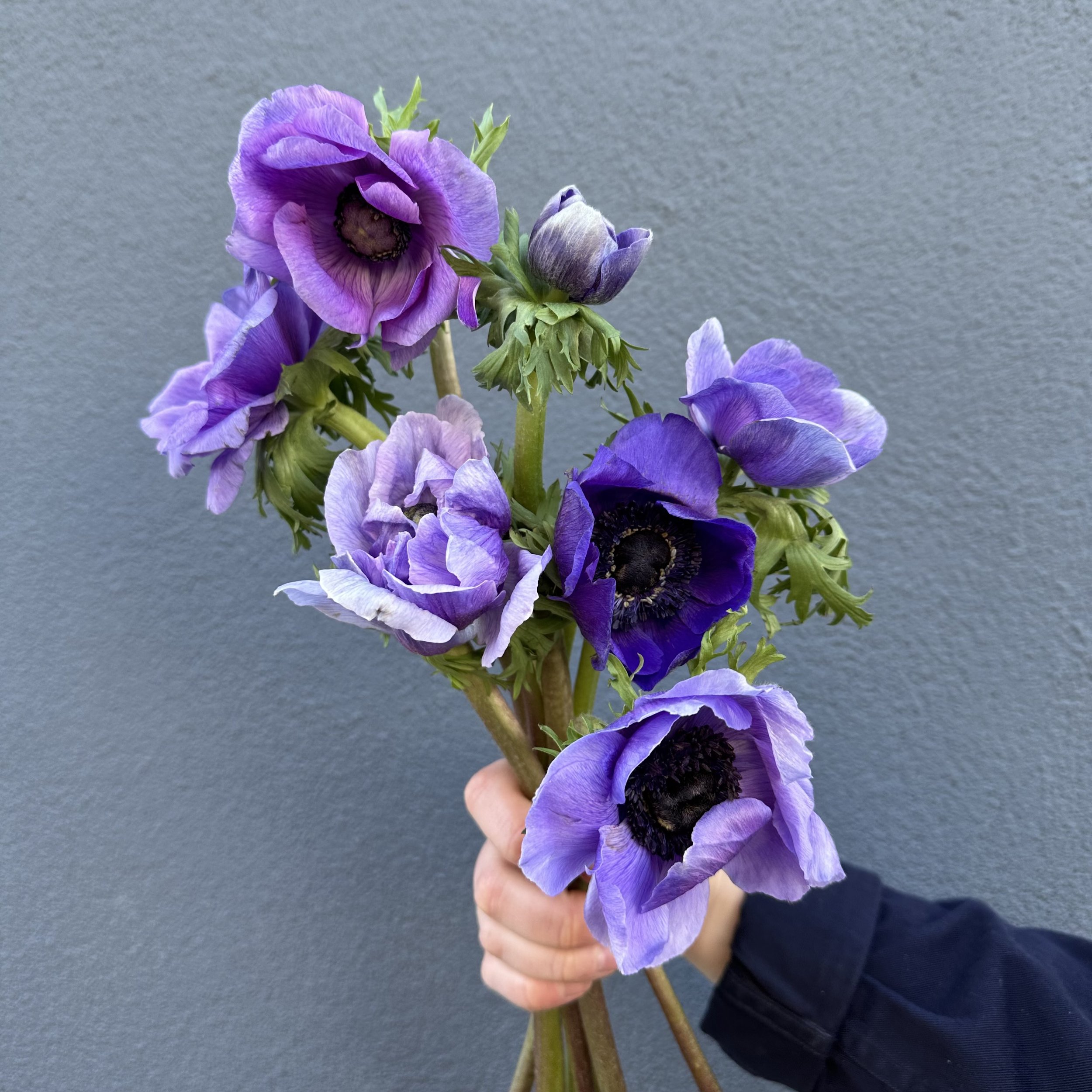 Beacon Hill Florist Pickup Flowers & Plants Boston's Premier Florist — Boston Best Florist