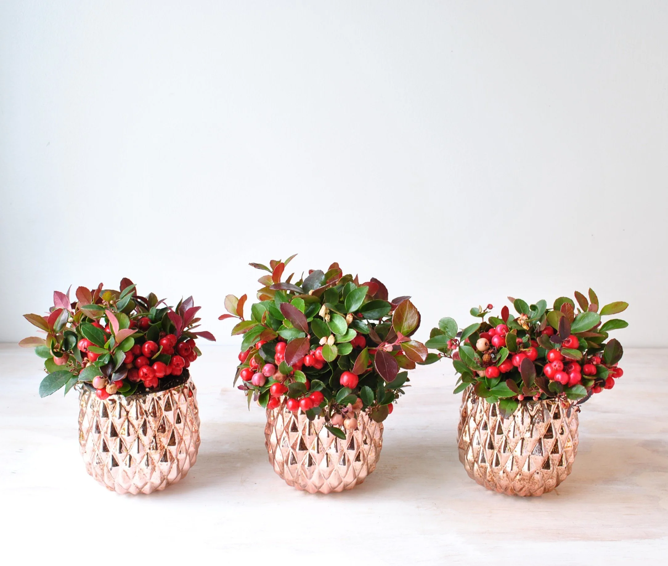 berry plants holiday trio gifts delivered