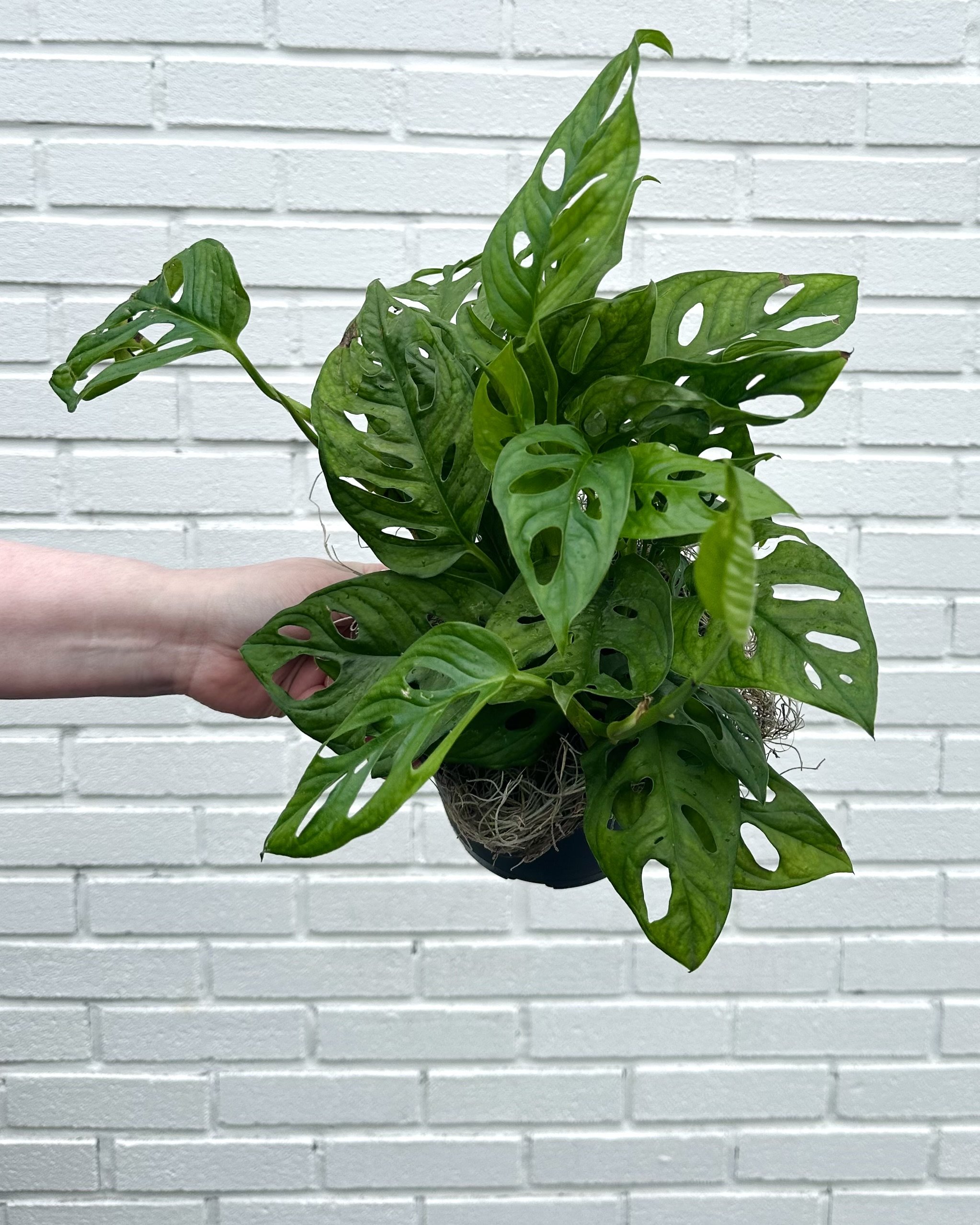 unique houseplants specialty monstera plant