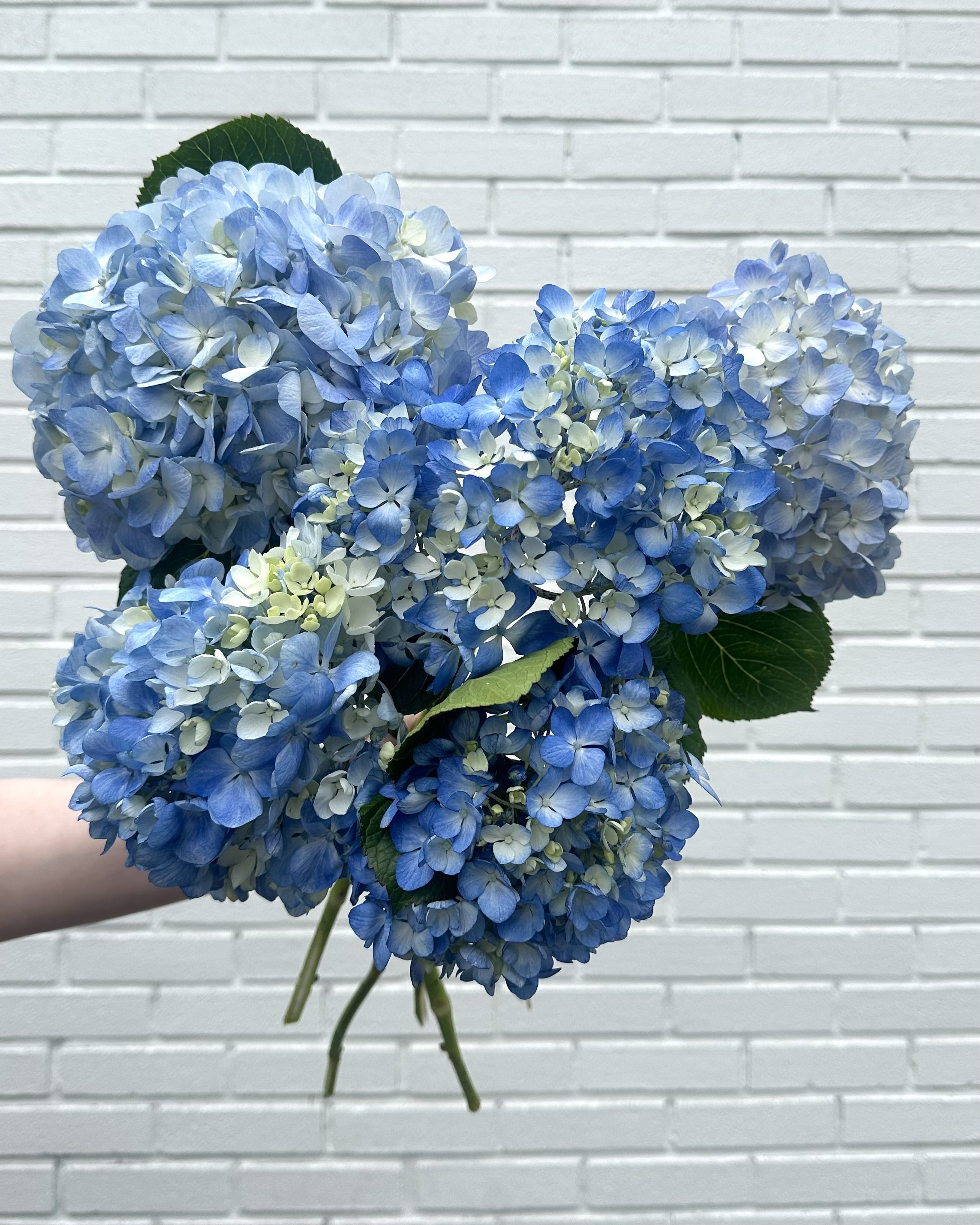 blue and white flowers beacon hill florist