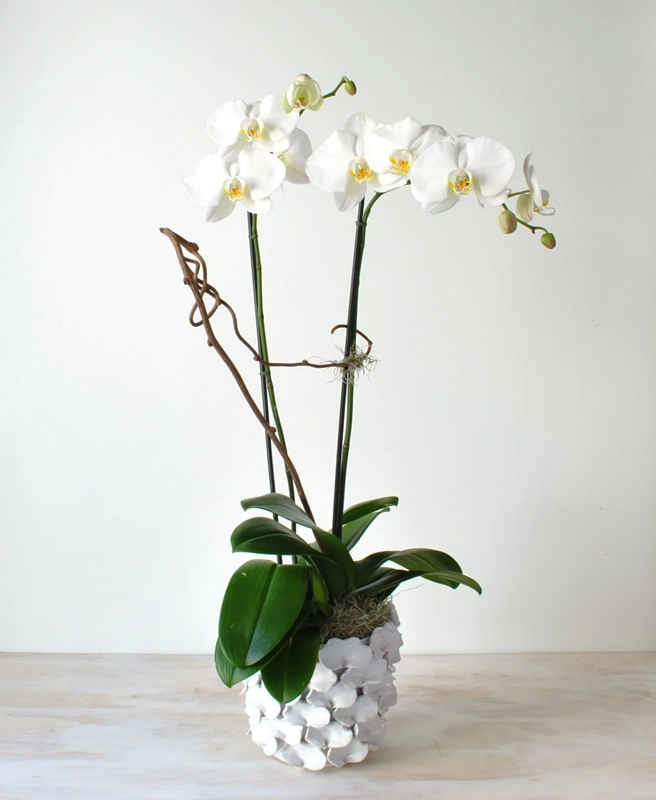 Luxe Orchid