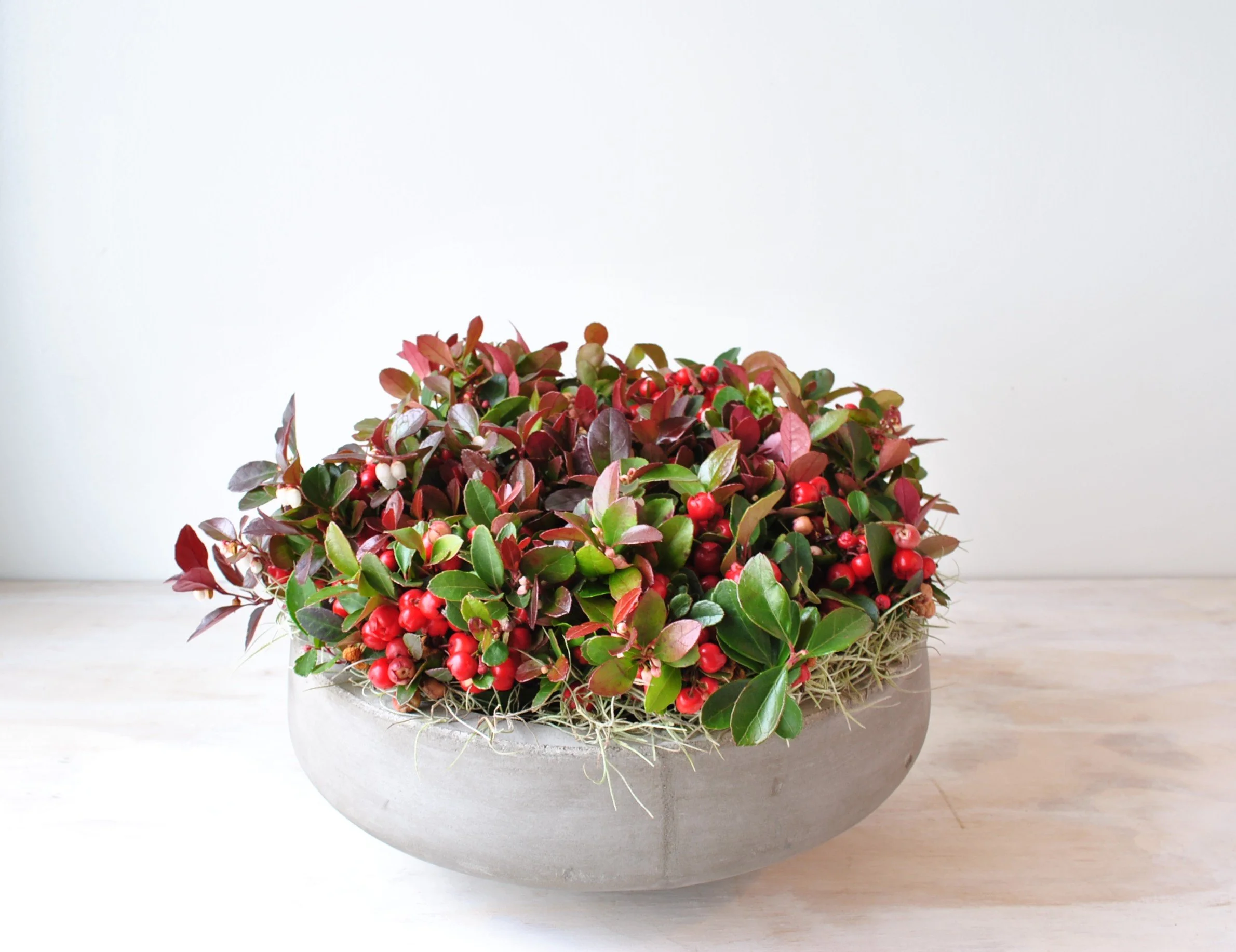 holiday plants delivered boston ma