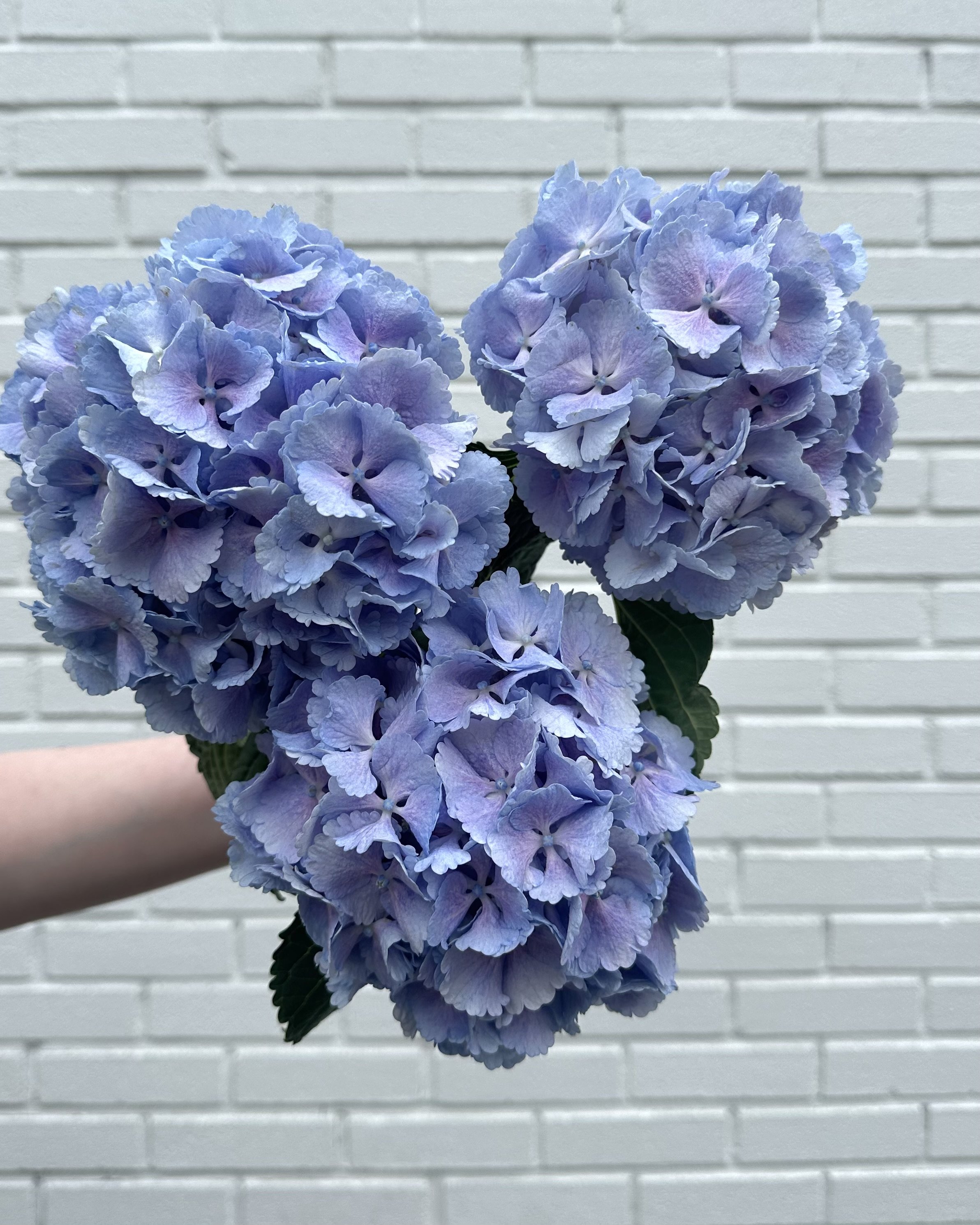 dutch hydrangea stems, flower bar for DIY bouquets