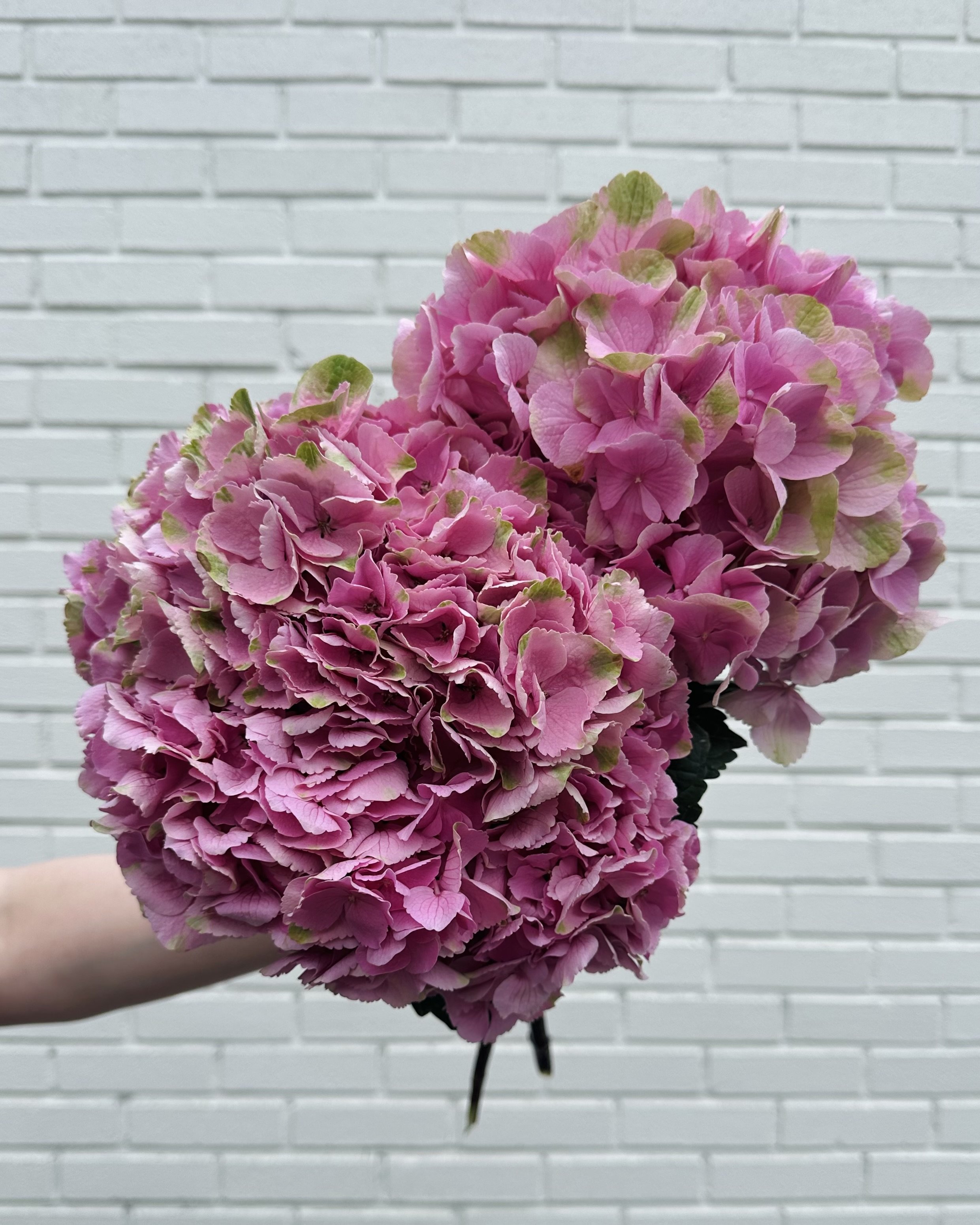 hydrangea stems for bouquet and gift delivery same day