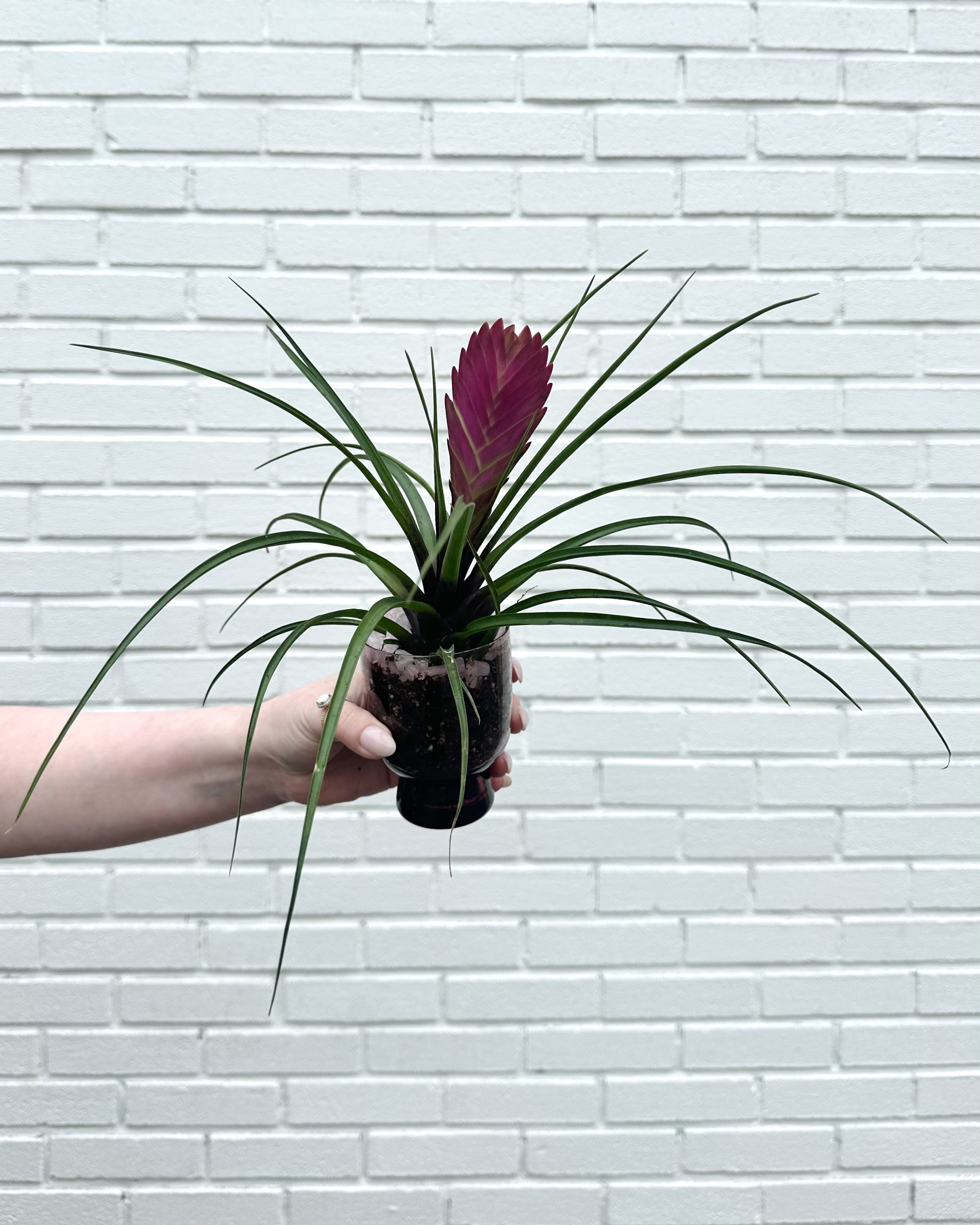 unique and specialty houseplant store boston ma
