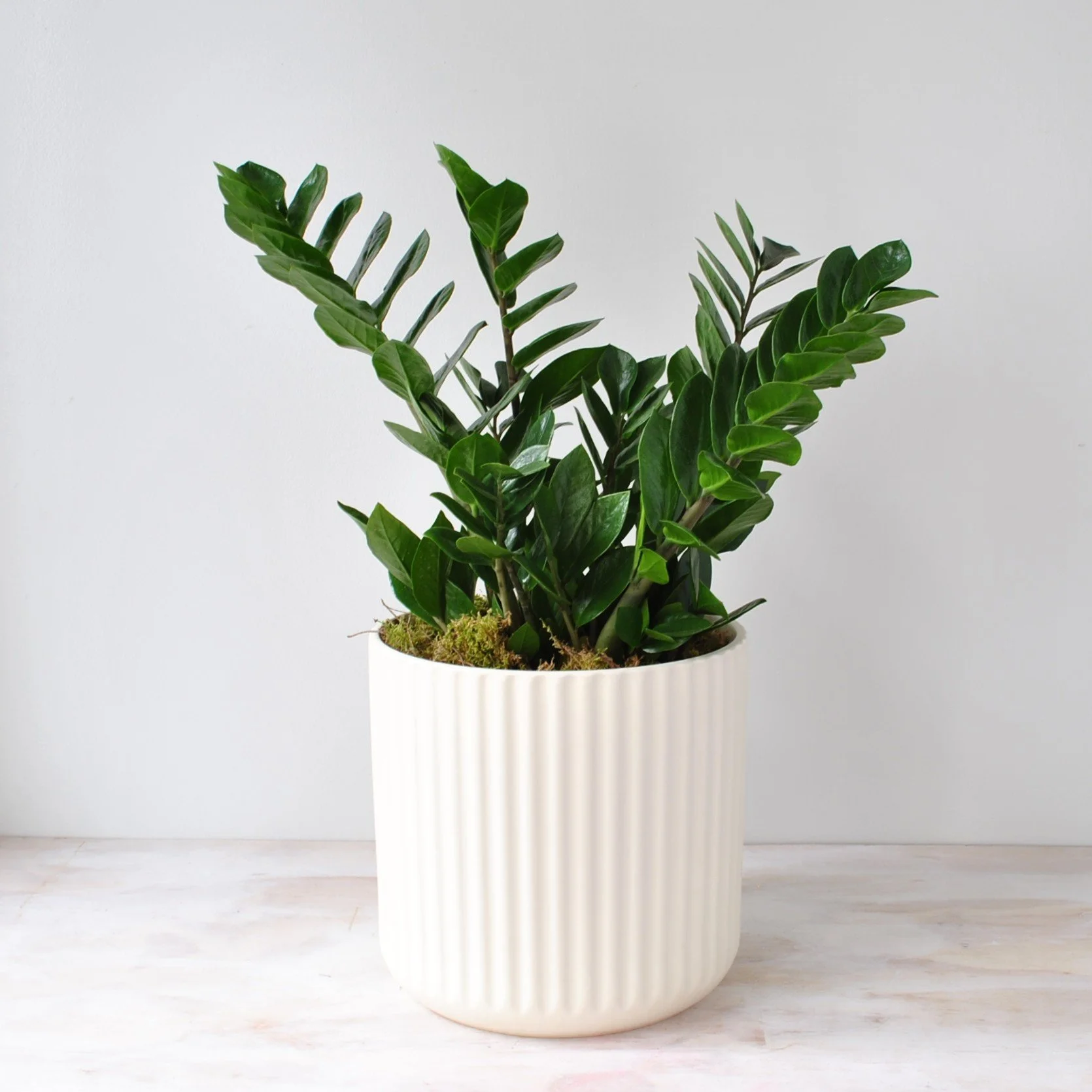 Low Maintenance House Plants in Boston florist