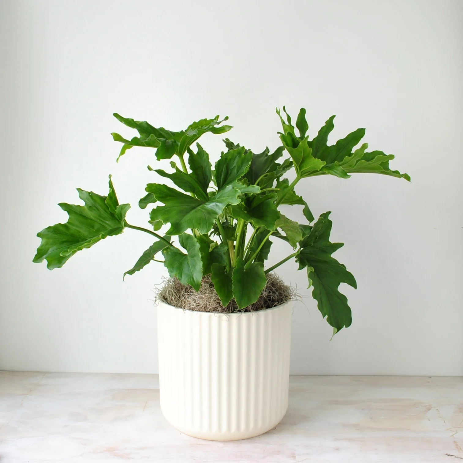 green plants in pots for office and home delivered same day boston