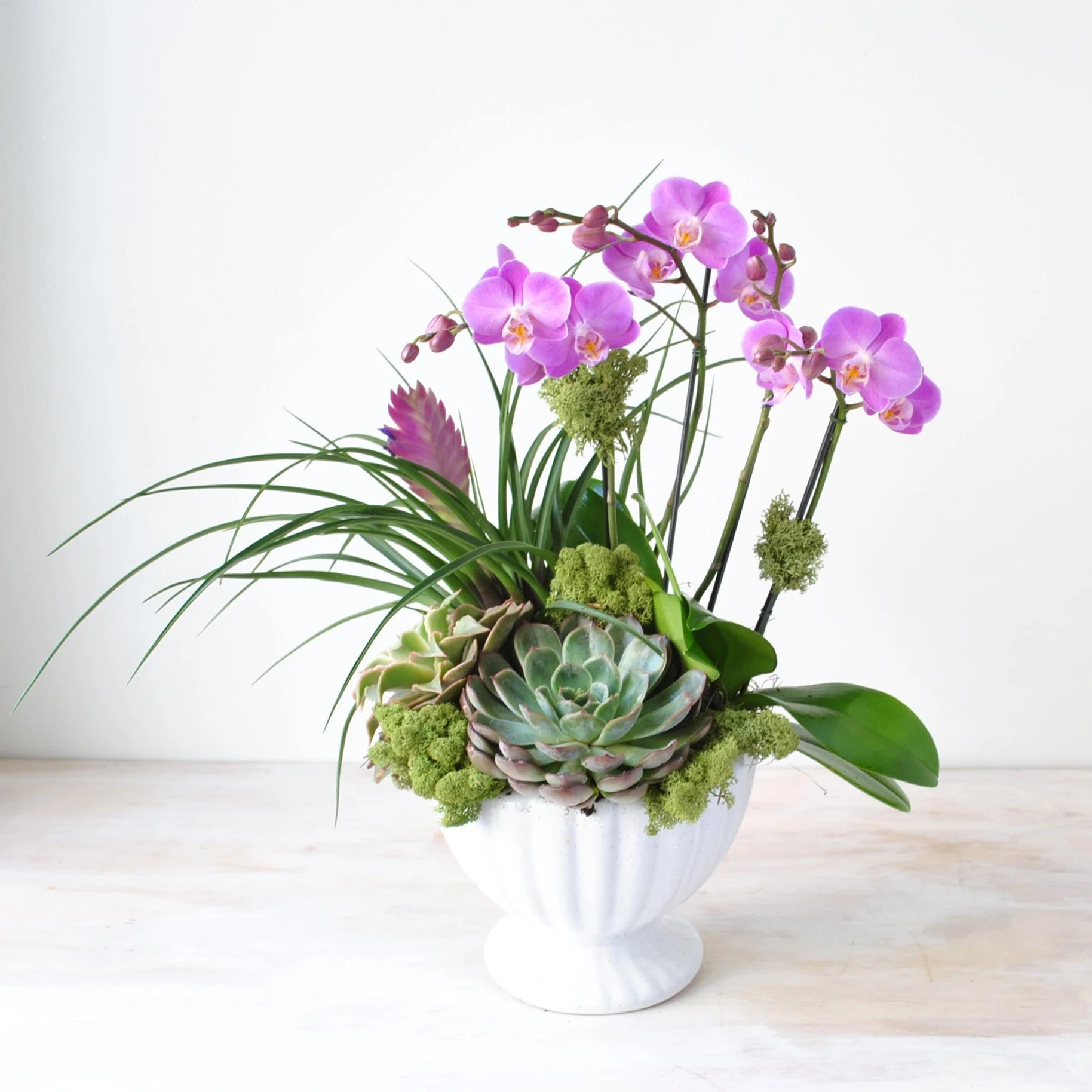 valentine day orchid plant delivery