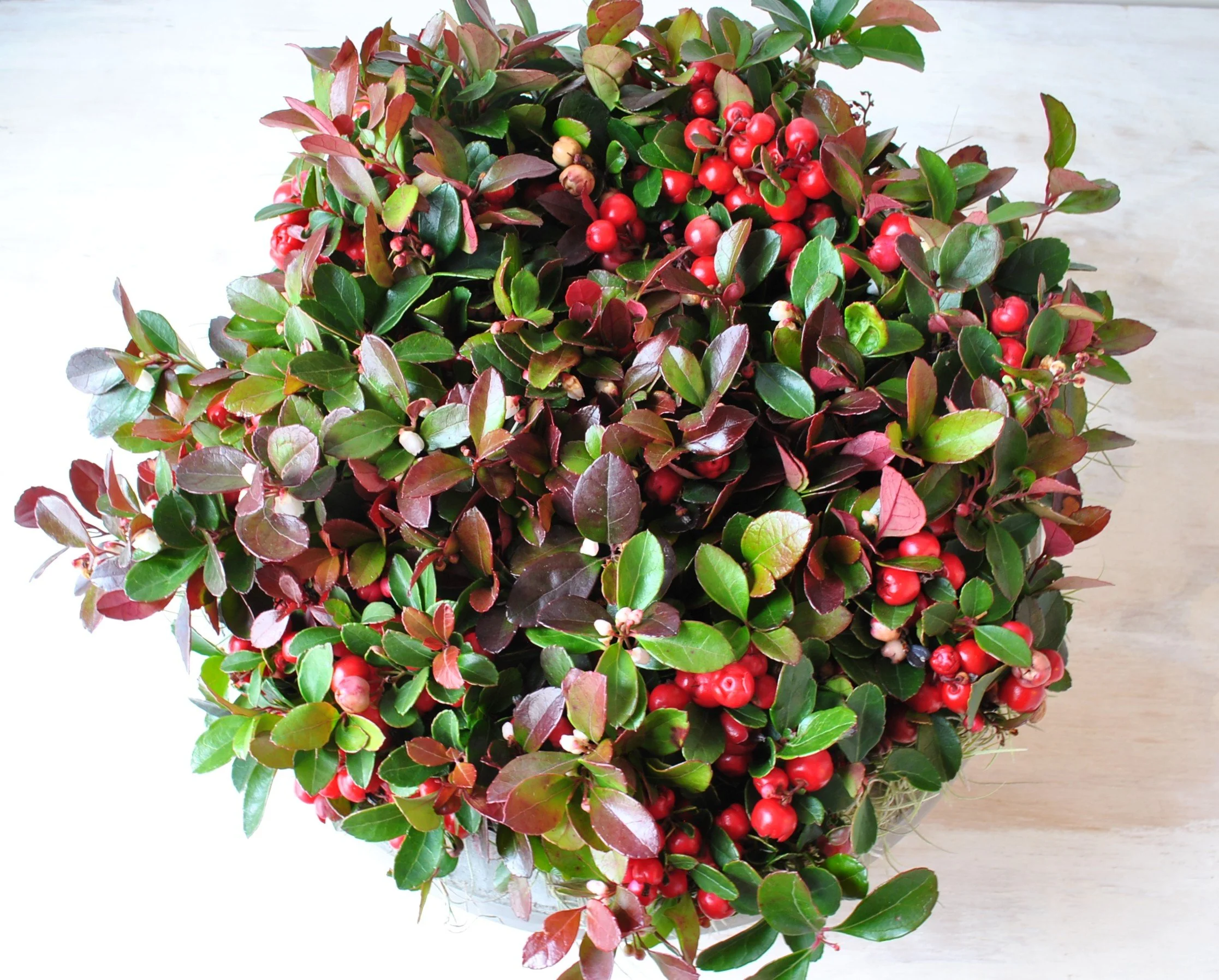 holiday plants gift delivery same day