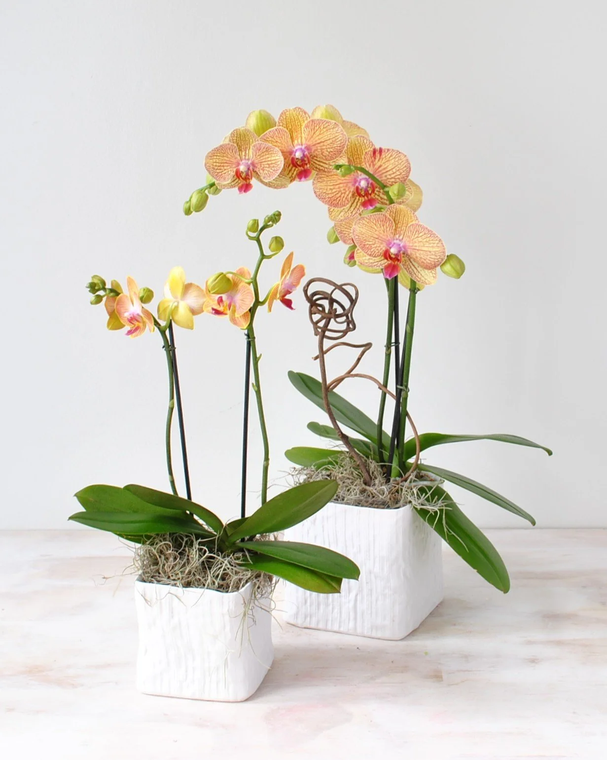 orchid plant delivered same day winchester ma