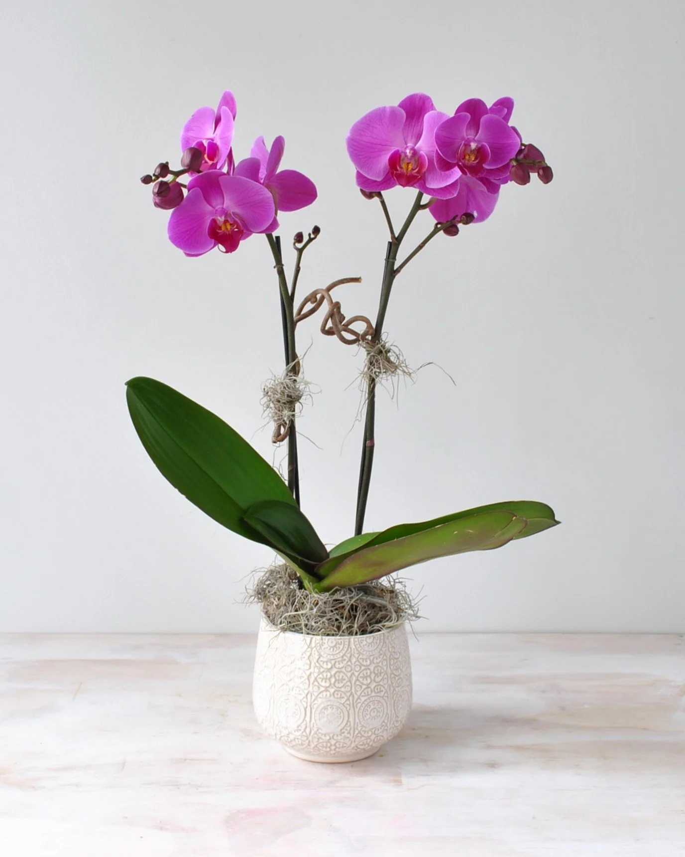 winchester, ma mahoneys plants and greenhouse