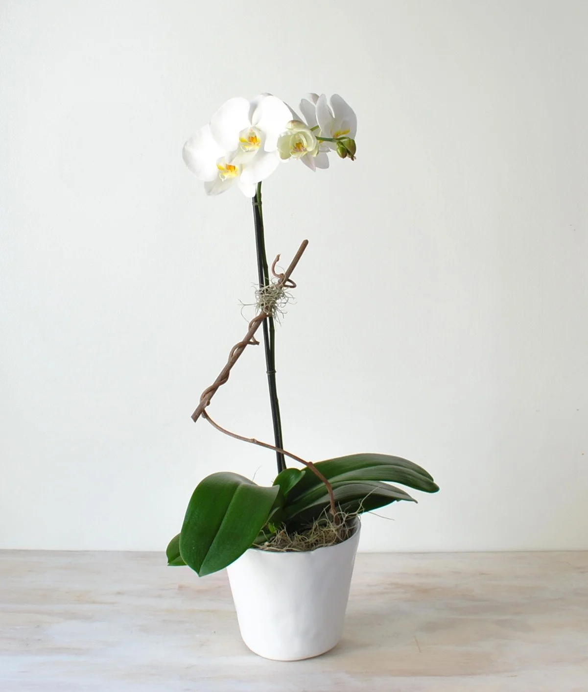 orchid plants delivered same day funeral and sympathy gifts