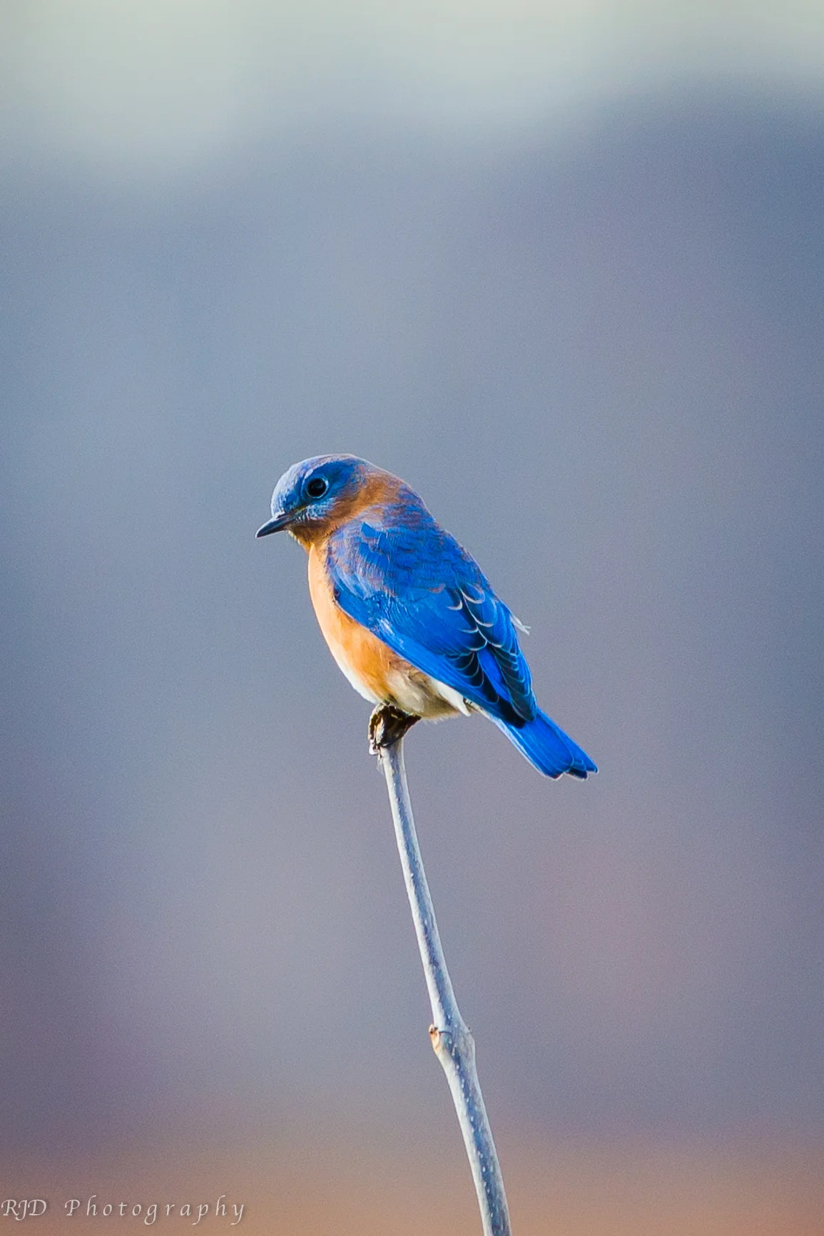 bluebird bigger.jpg