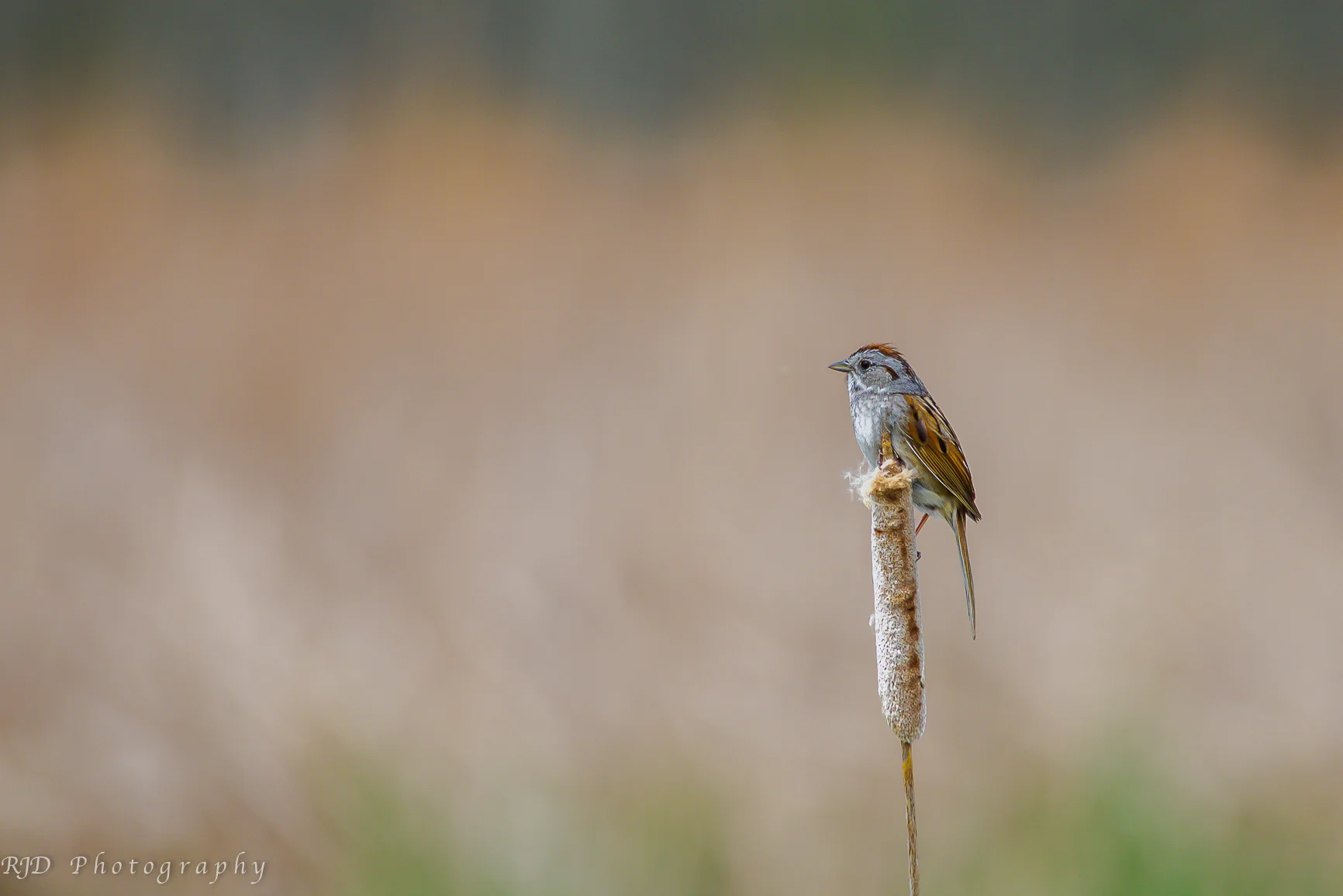 sparrow.jpg