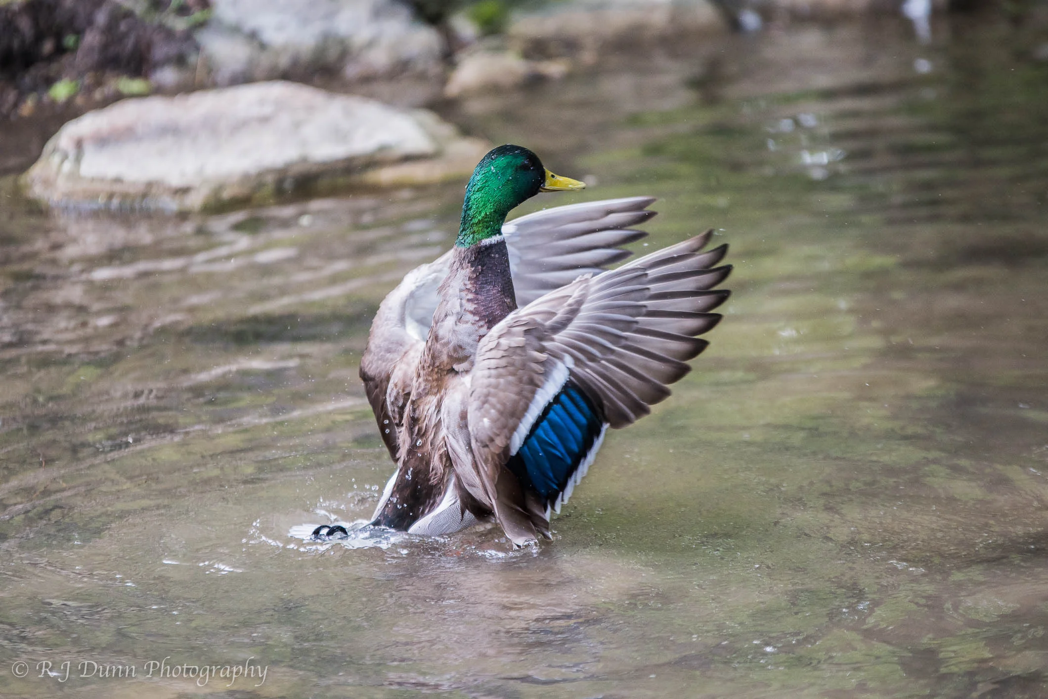 mallardflapping.jpg
