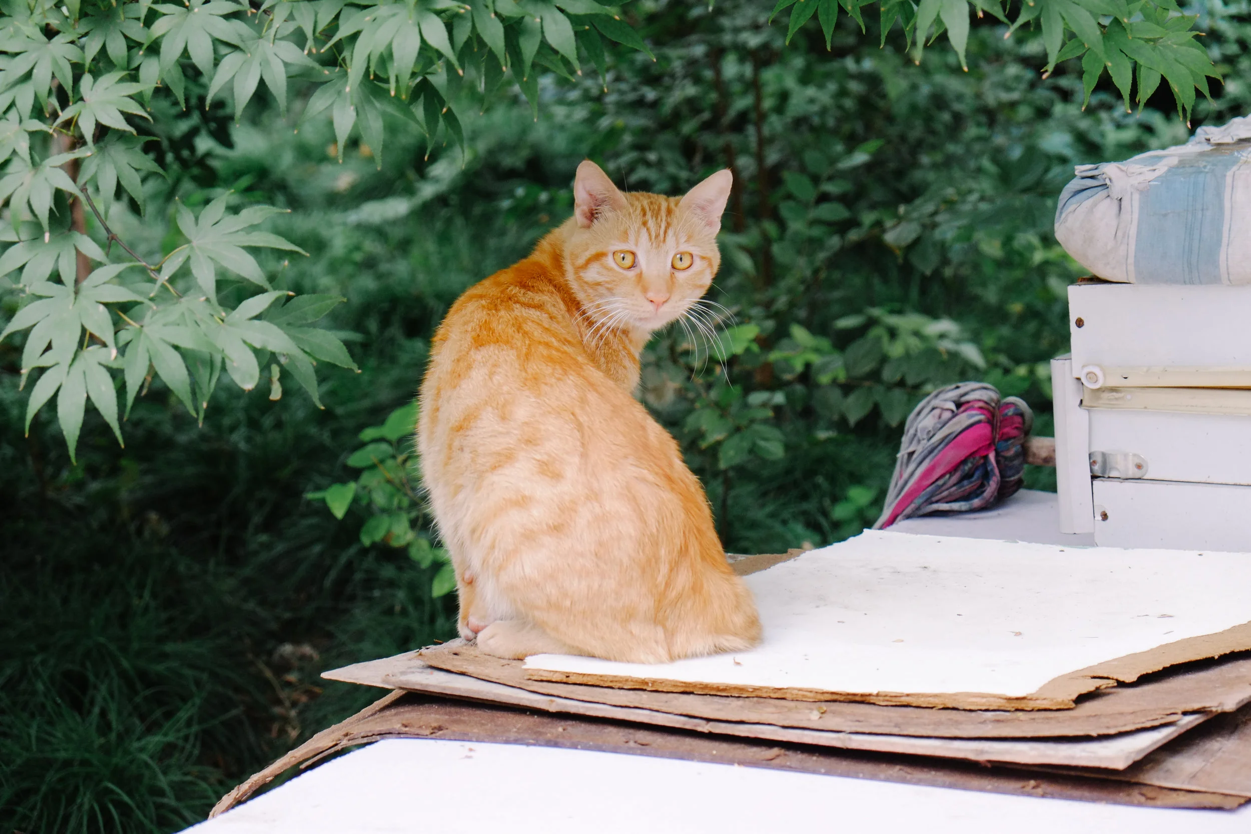 DSCF6921.jpg