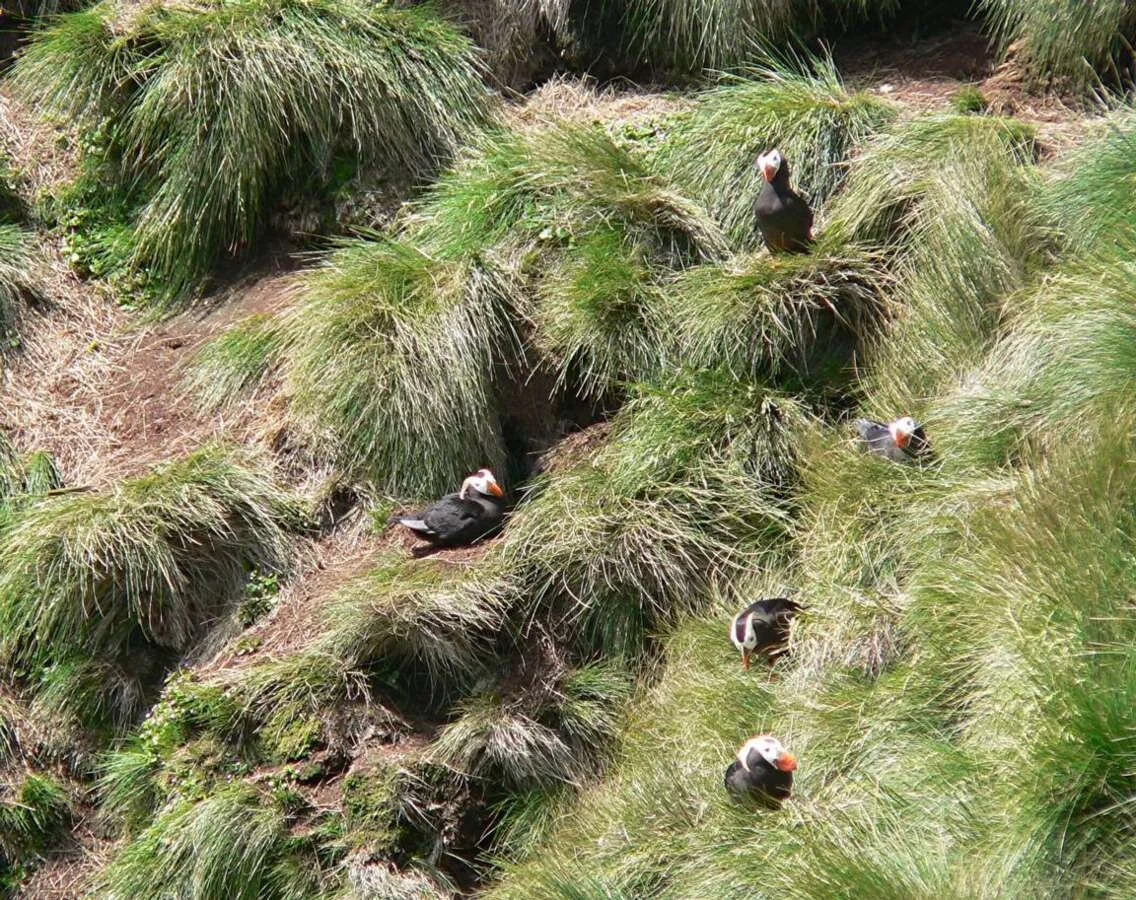puffinnests.jpg