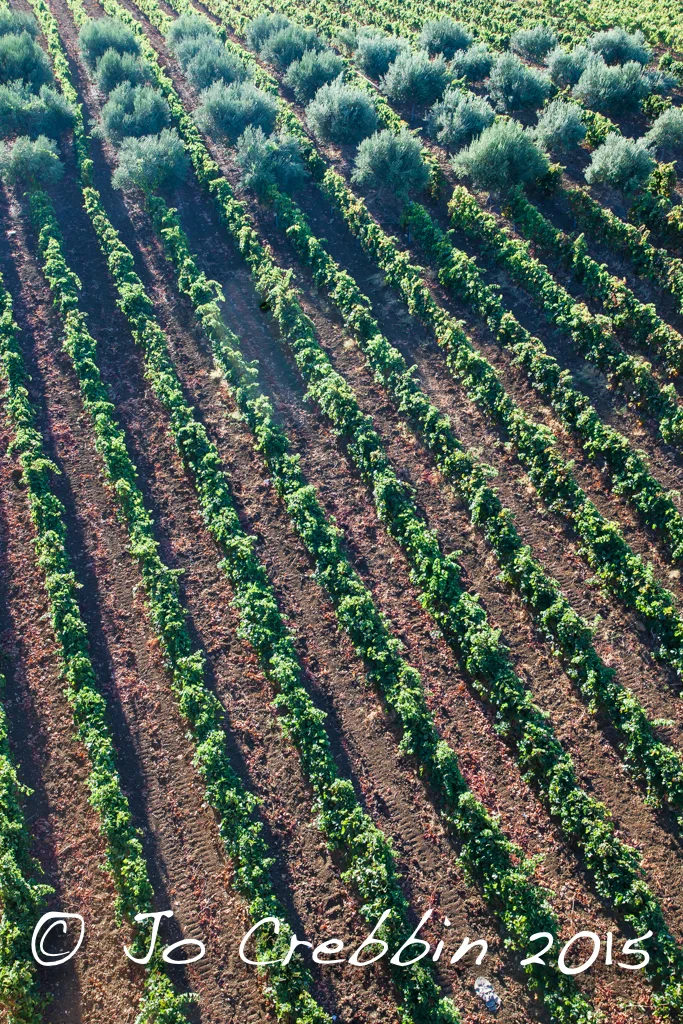 Grape vines in perfect rows next to lush olive trees in Sicily, Italy.jpg