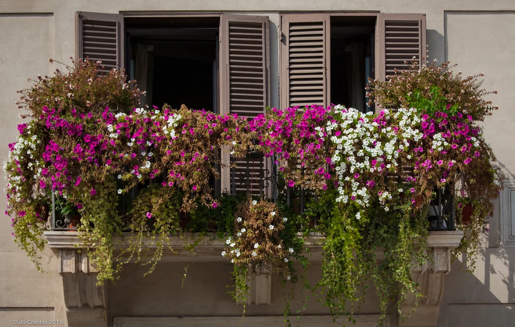 Windows framed by colorful flowers in piazza in Rome, Italy.jpg