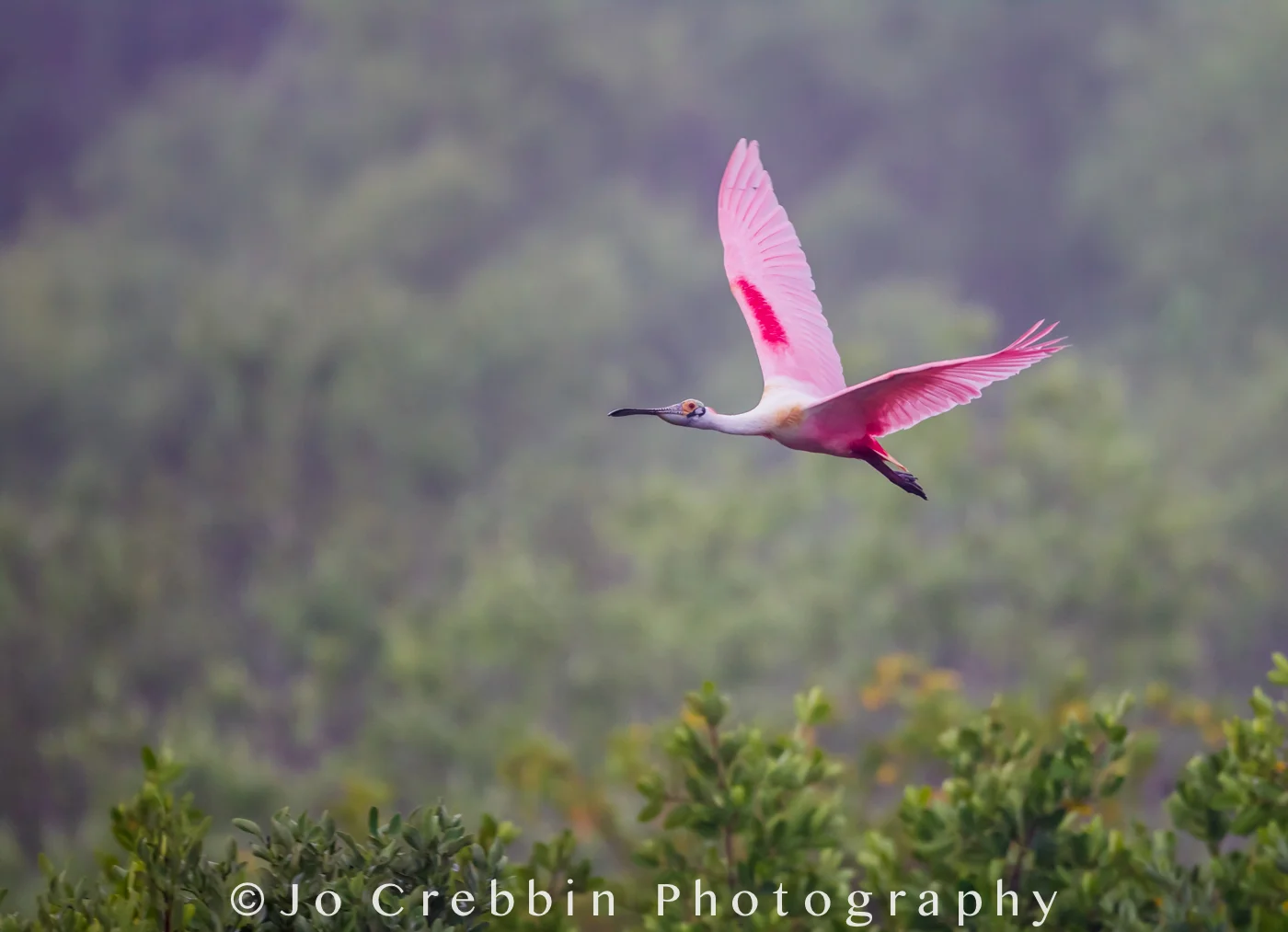 Roseate spoonbill takes flight over Amberjack