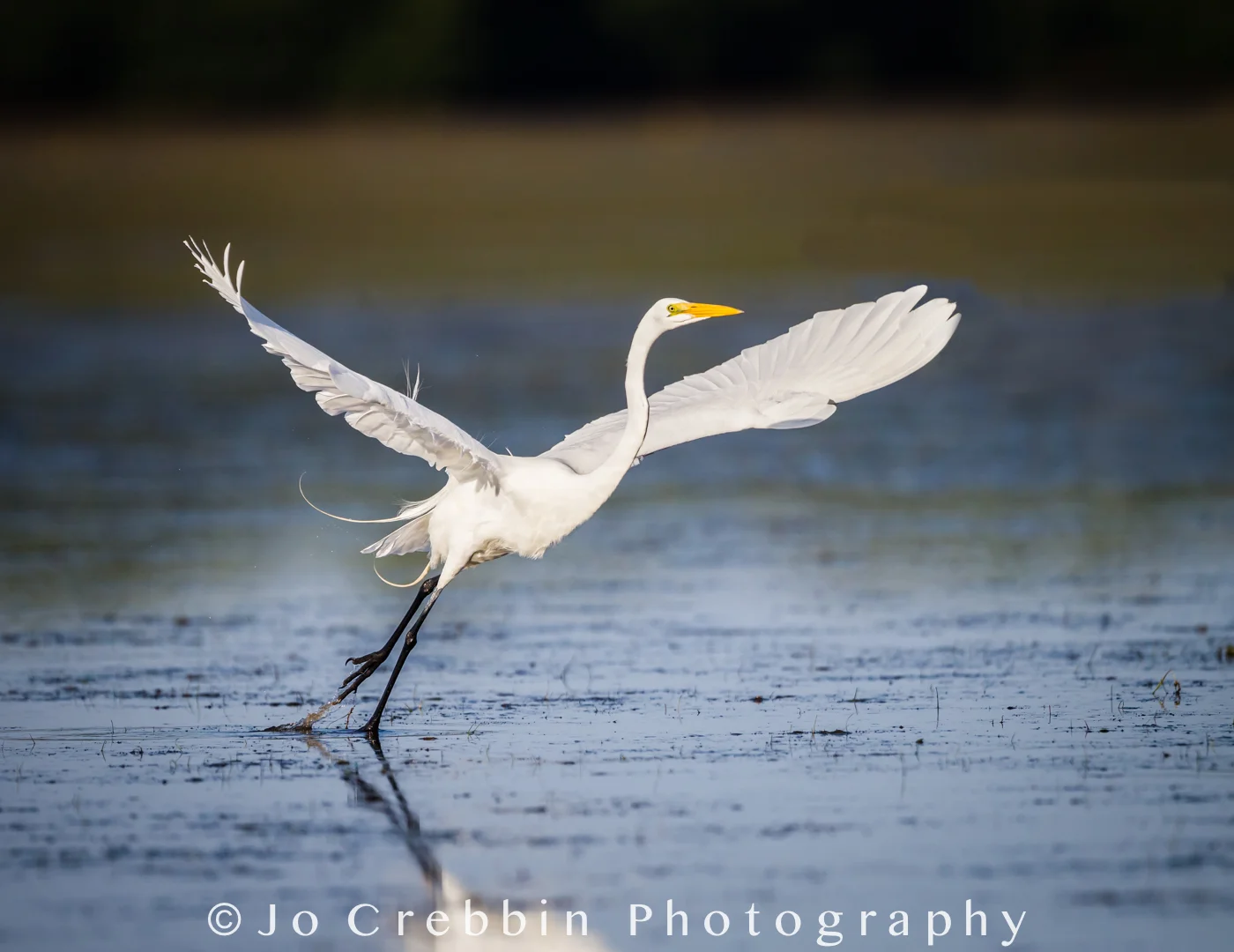 Great white egret takes flight