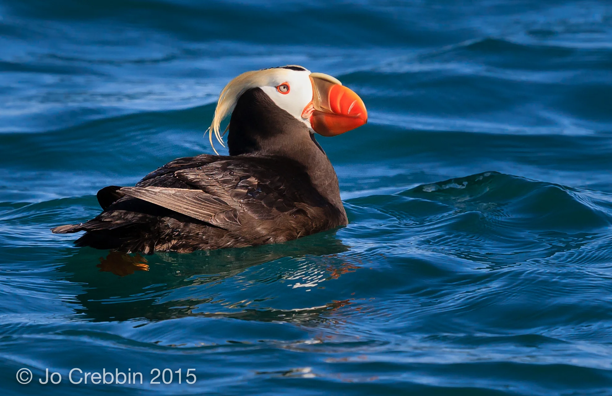 Puffin in ocean in Glacier Bay, Alaska.jpg