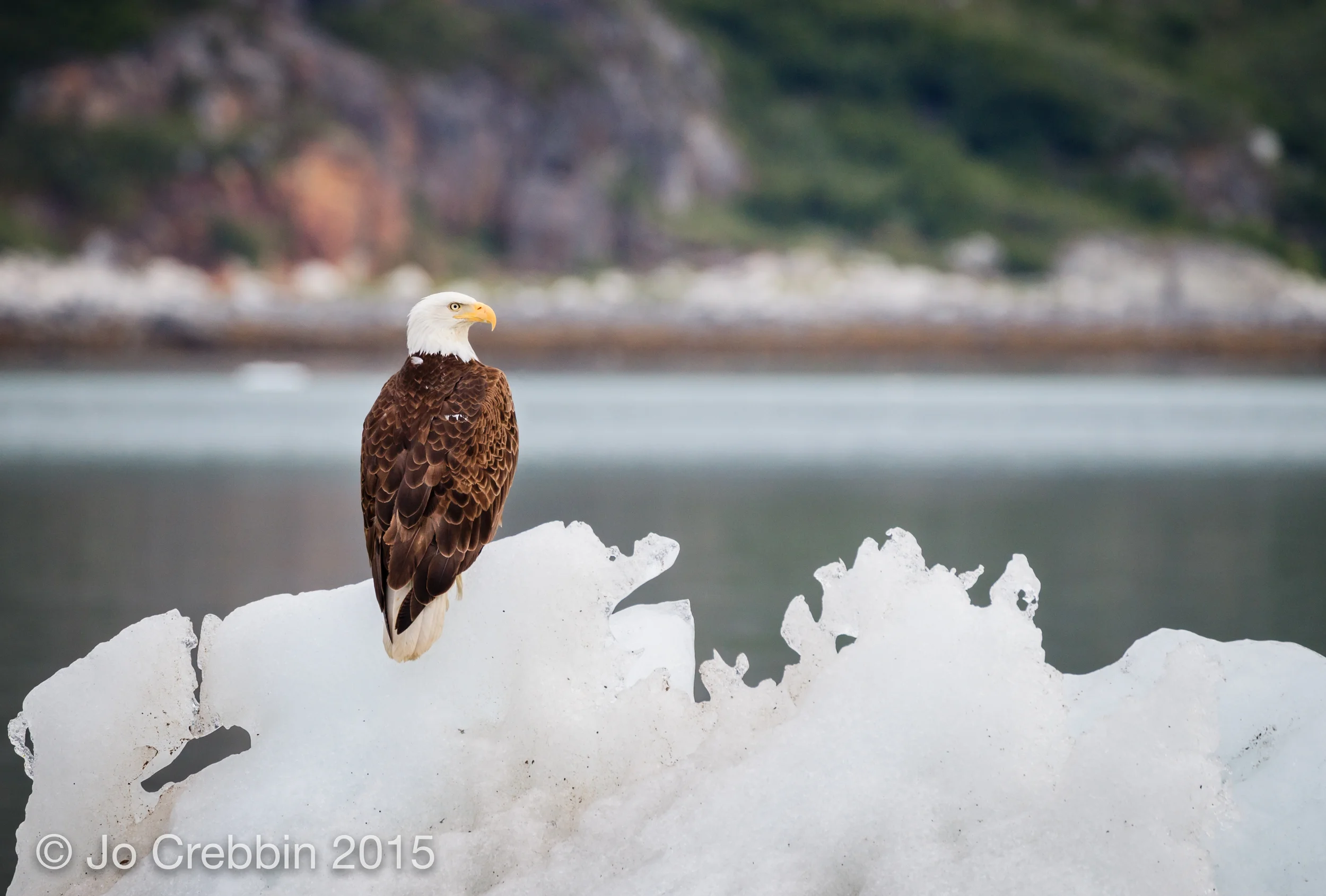 American eagle on the ice in Alaska's Glacieeer Bay.jpg