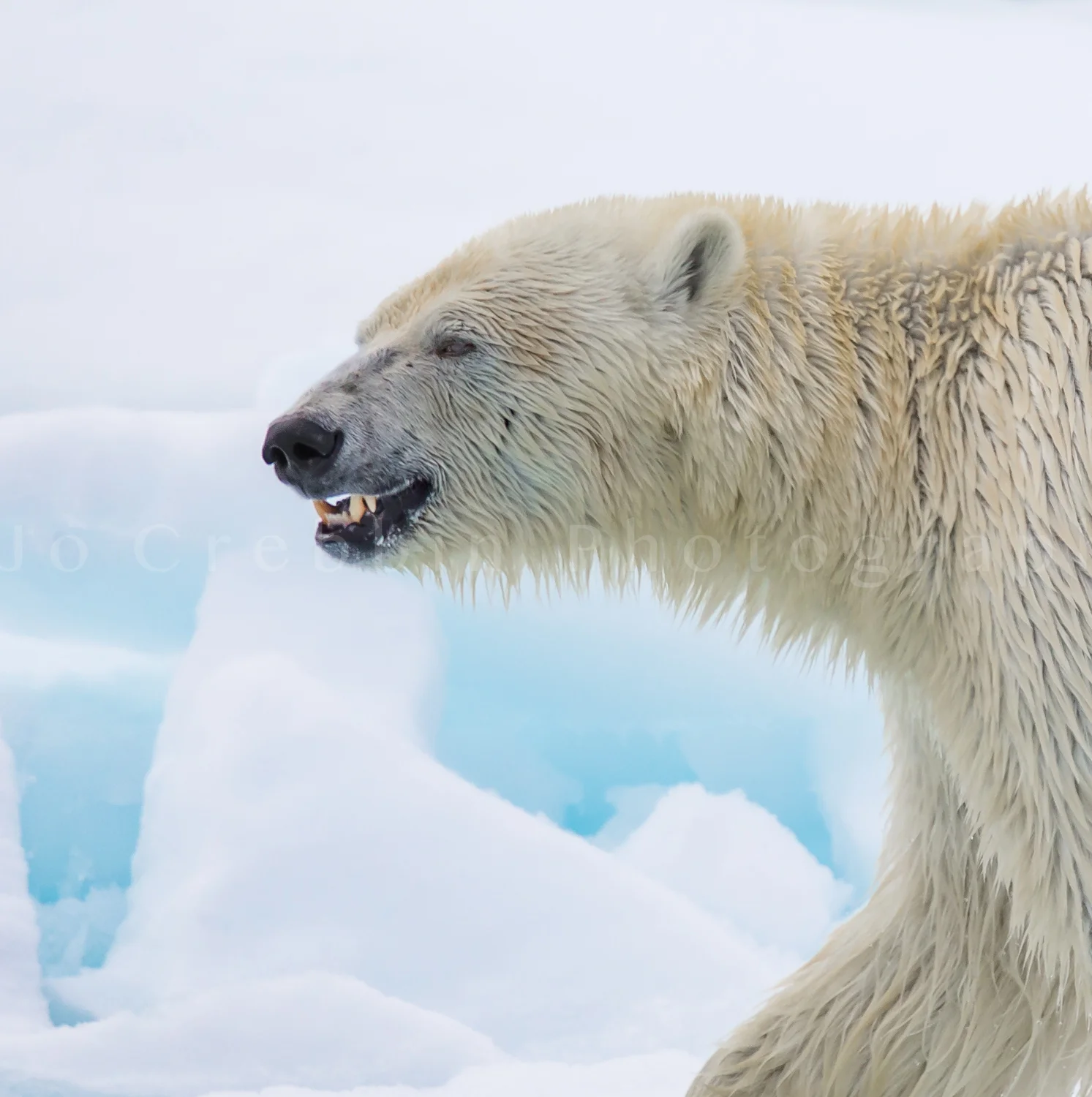 growling_polar_bear.jpg