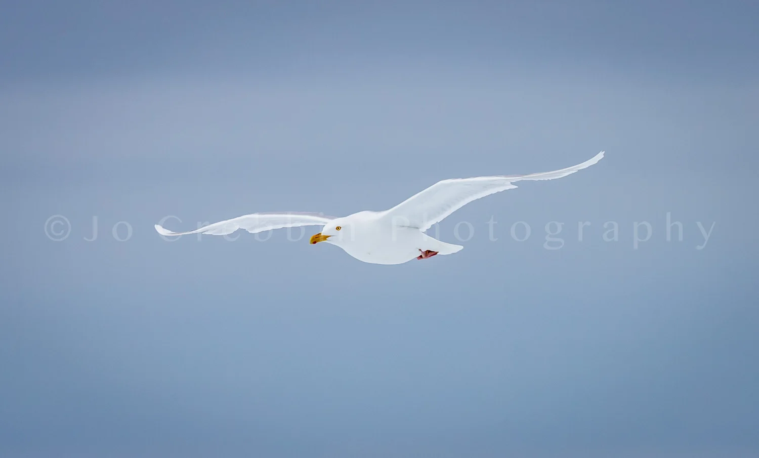 ivory_gull.jpg
