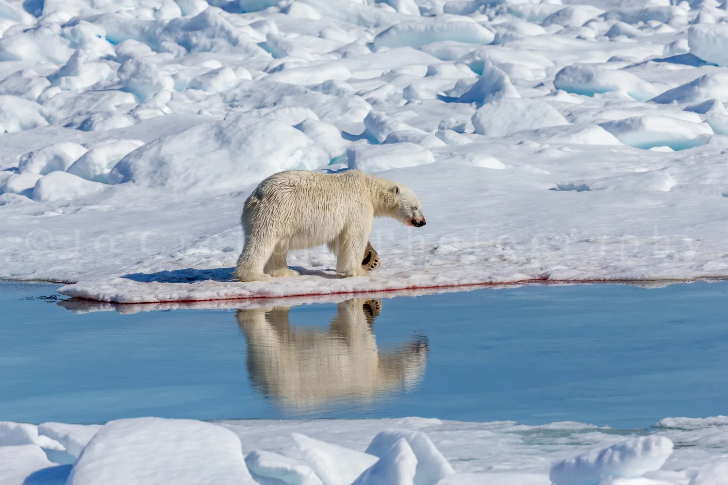 polar_reflection.jpg