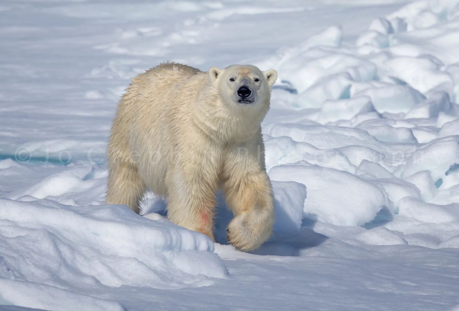 polar-bear_on_snow.jpg