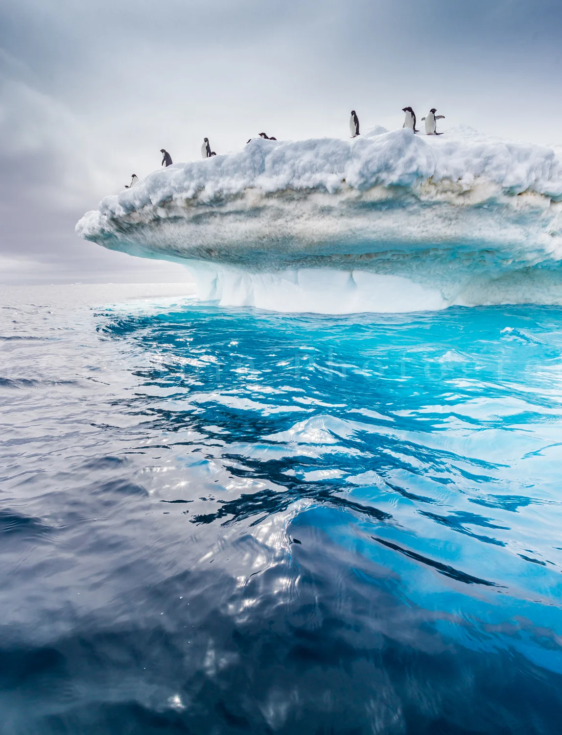 adelie_penguins_on_iceberg.jpg