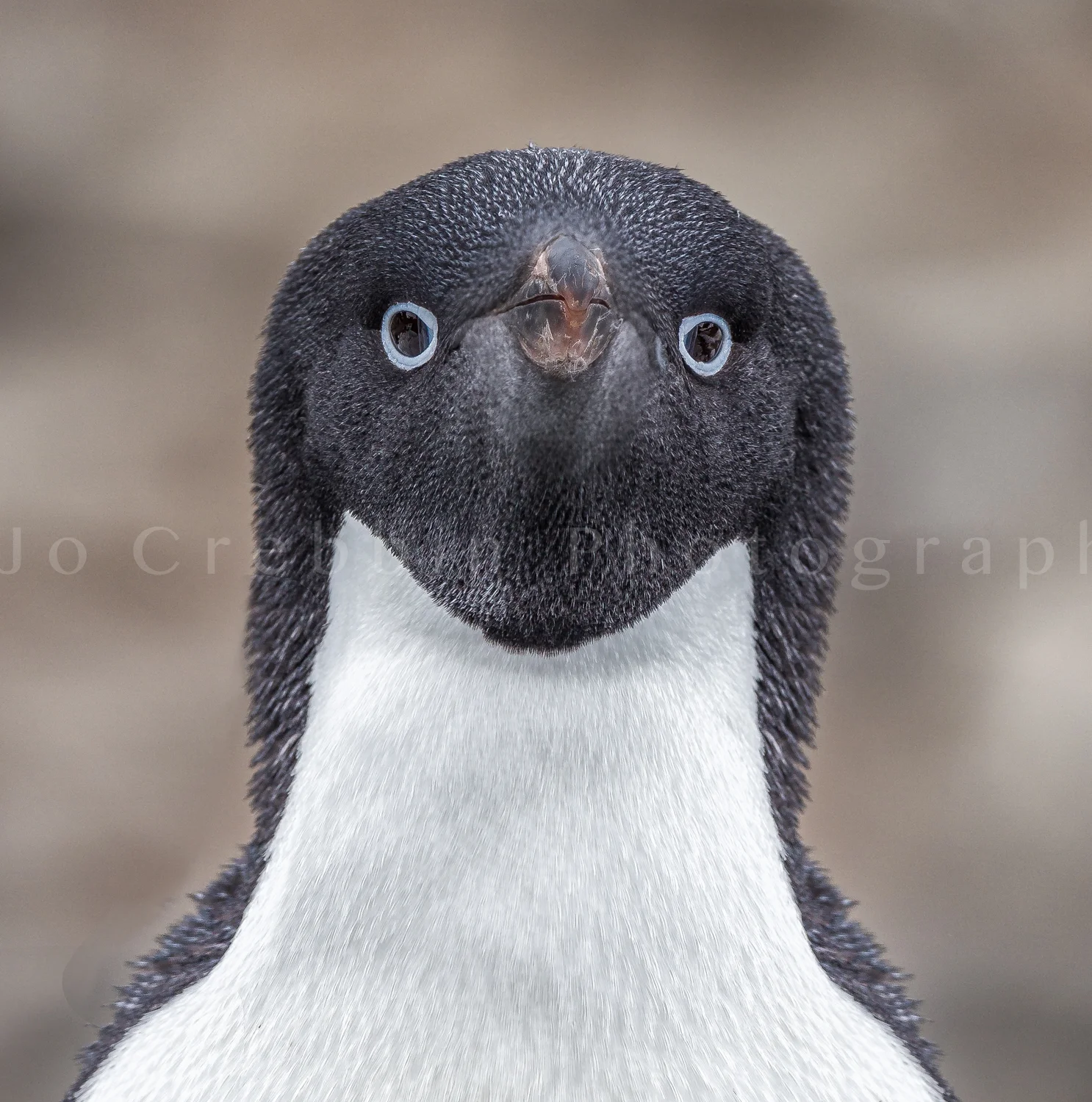 Adelie penguin looks directly at camera.jpg