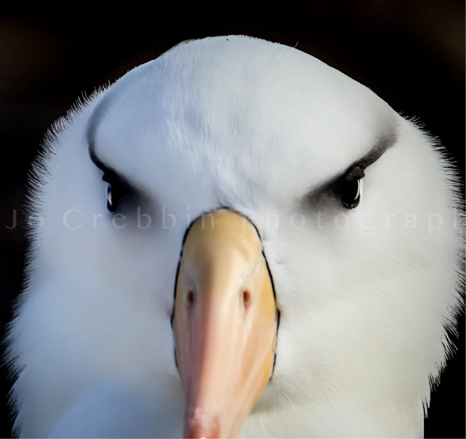 Black_browed_albatross.jpg