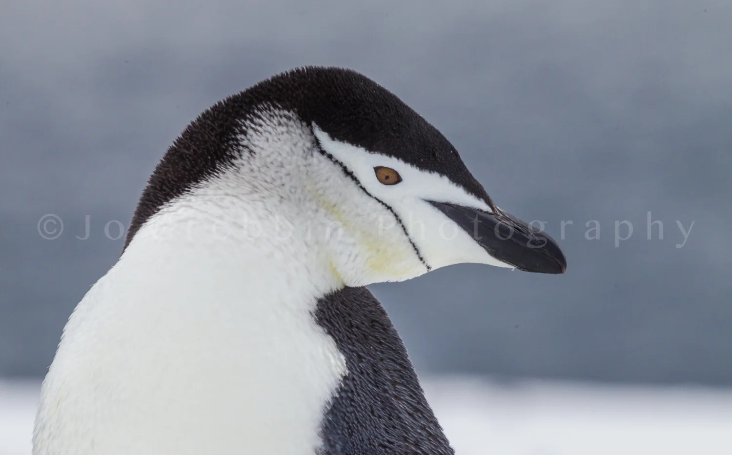 chinstrap_penguin.jpg