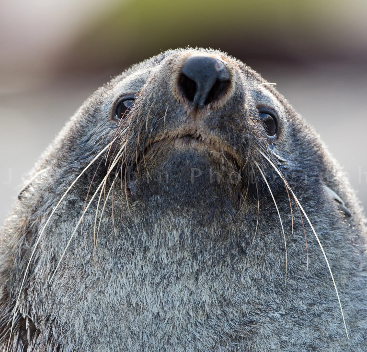 Extreme close up of fur seal on South Georgia Island.jpg