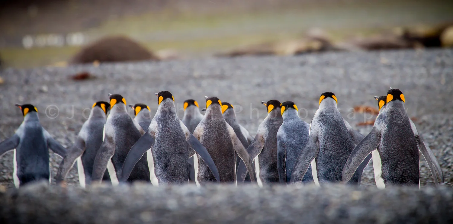Row of king penguins from back.jpg