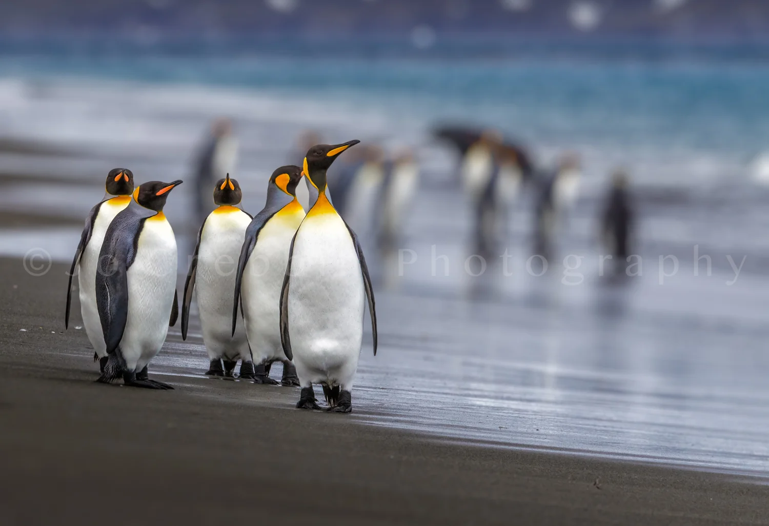Small group of king penguins walk down the beach.jpg
