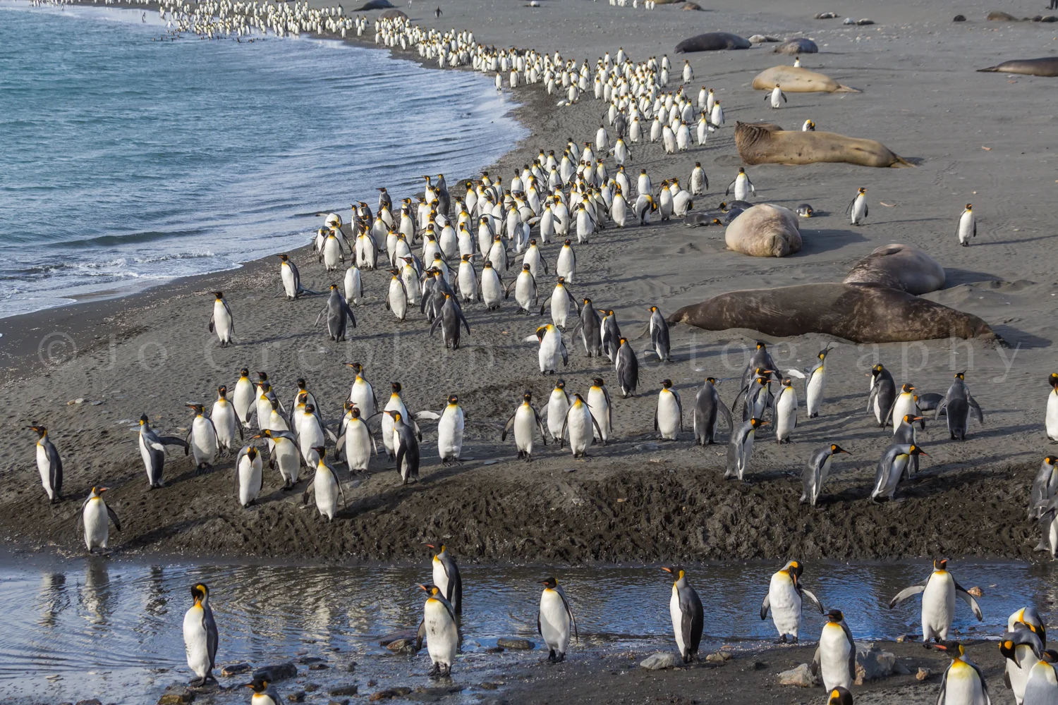 Thousands of King Penguins march to safety.jpg