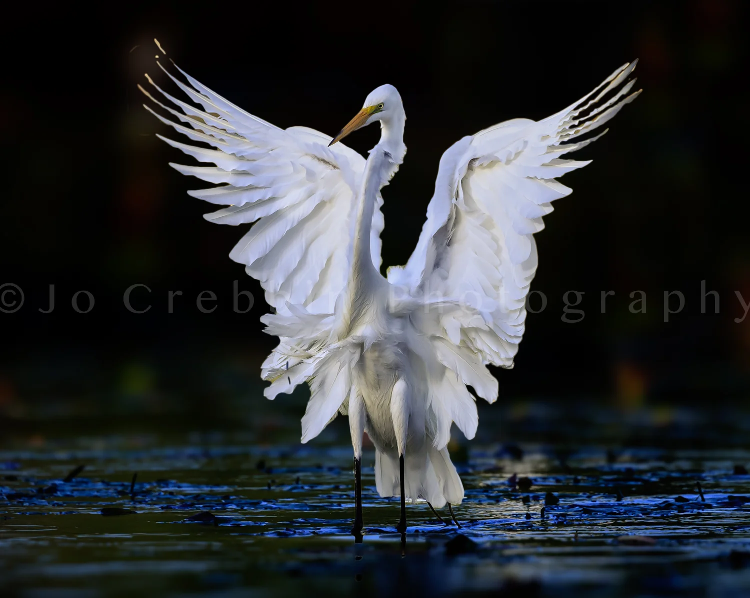 egret delicate feathers.jpg
