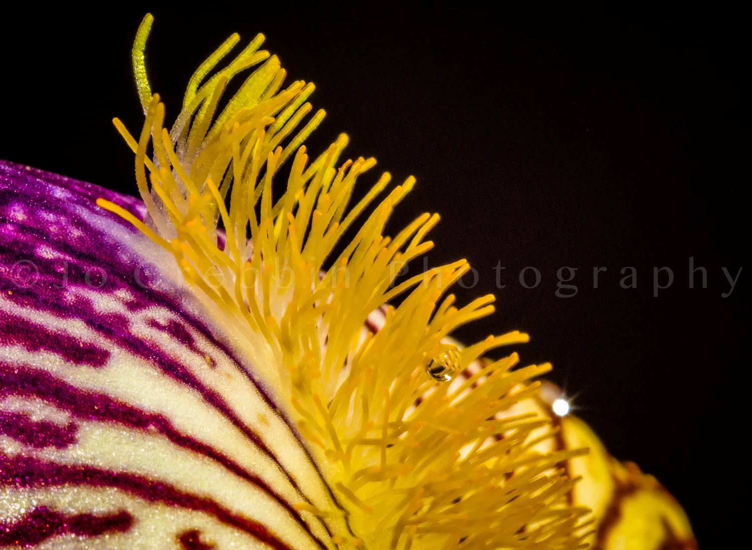Delicate beard on a red and yellow iris.jpg