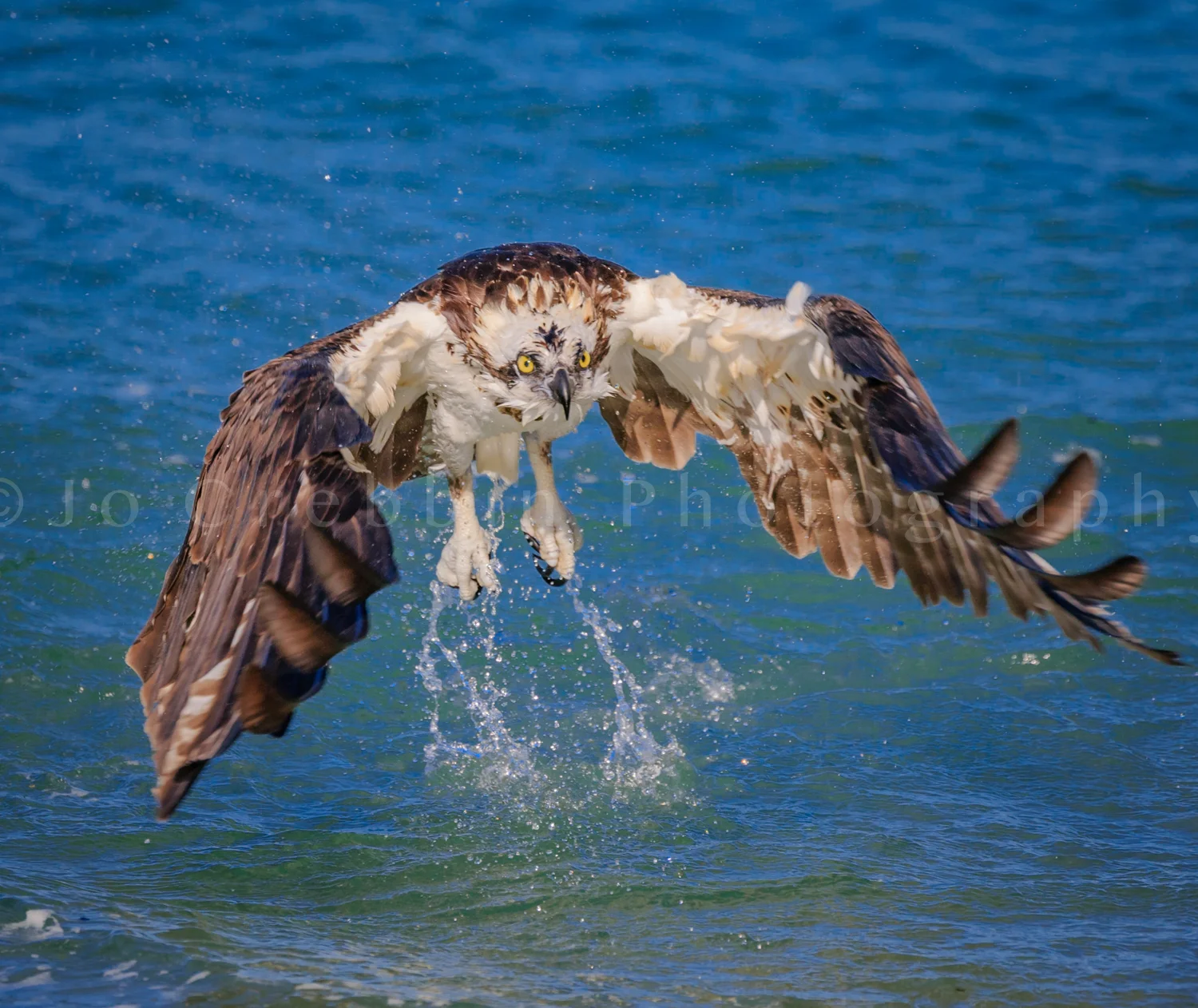 Osprey leaving water with out his catch.jpg
