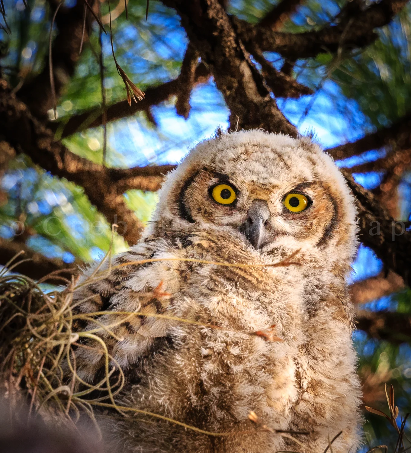 Owls on Maria St-52.jpg