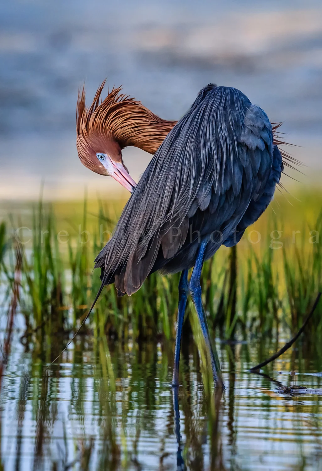 Reddish Egret preening in low water, Florida-Edit-Edit.jpg