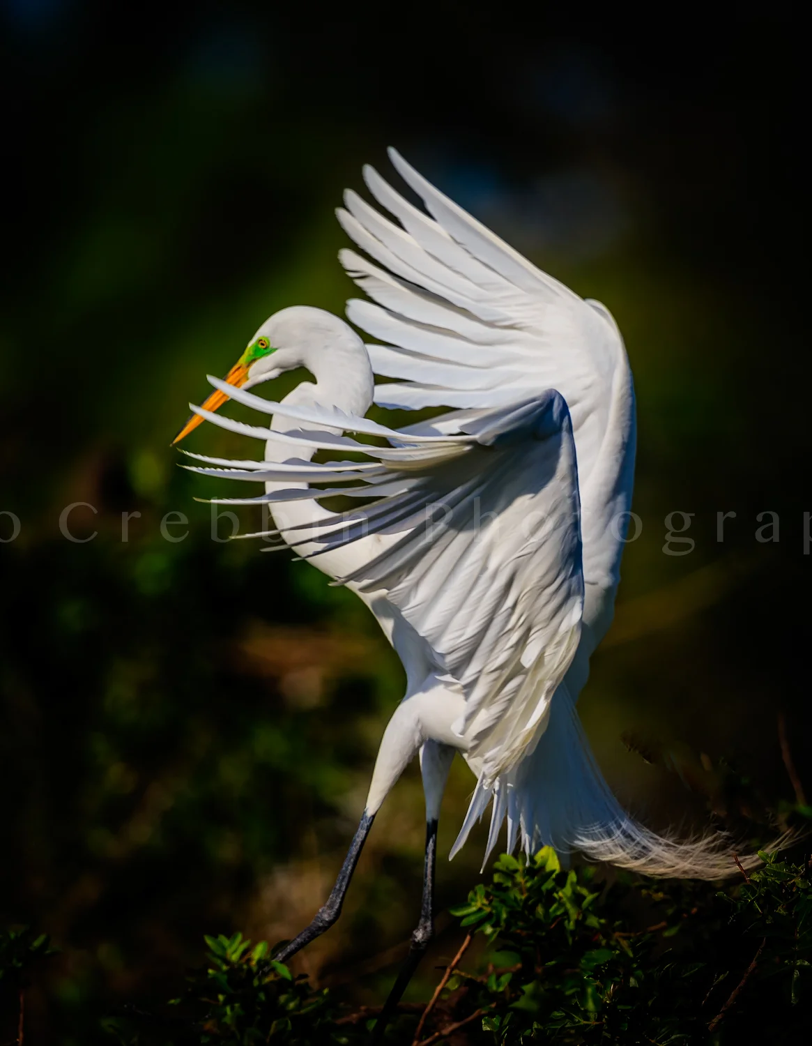 White egret with breeding plumage-Edit.jpg