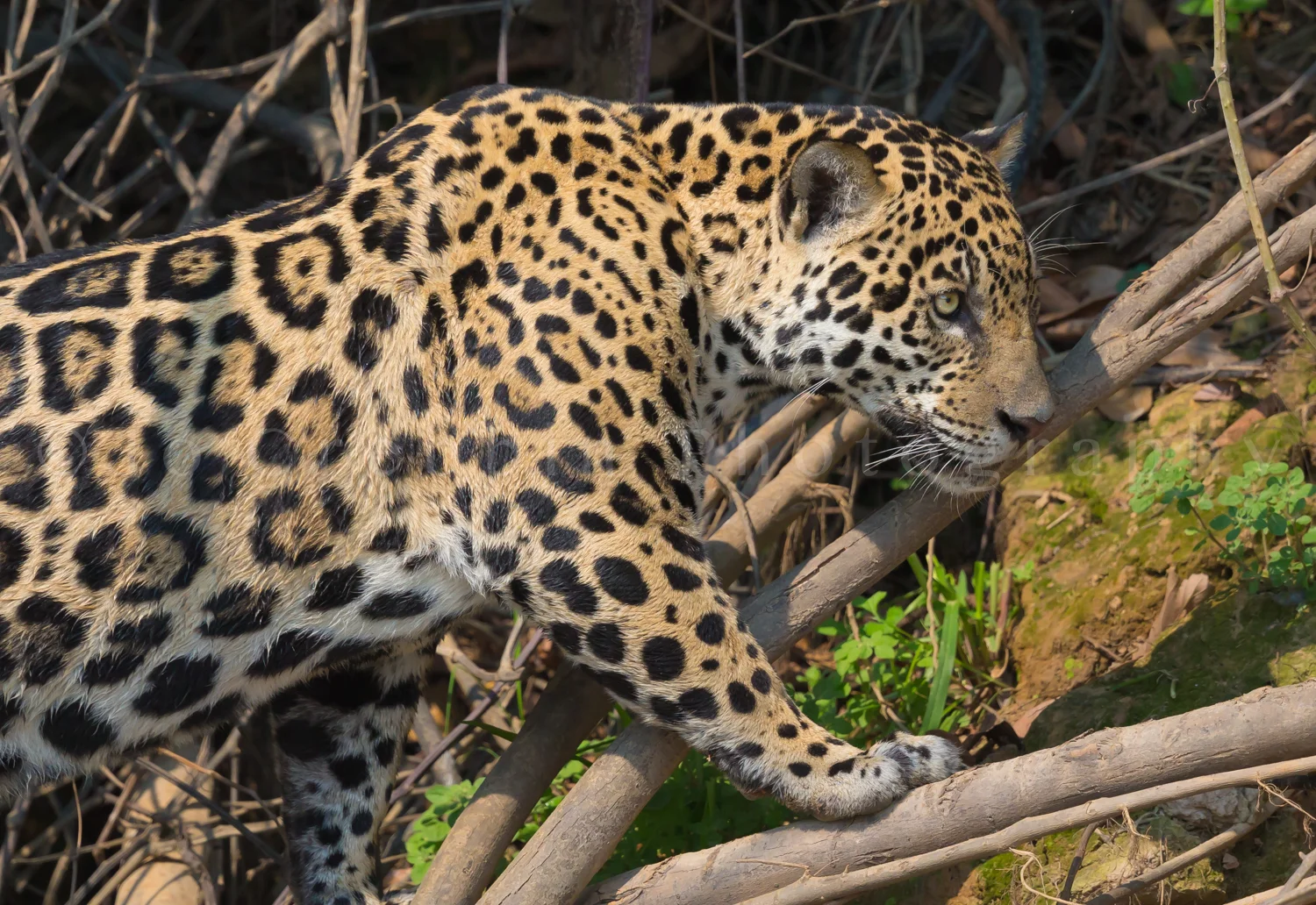 AM jaguar river cruise-2309.jpg